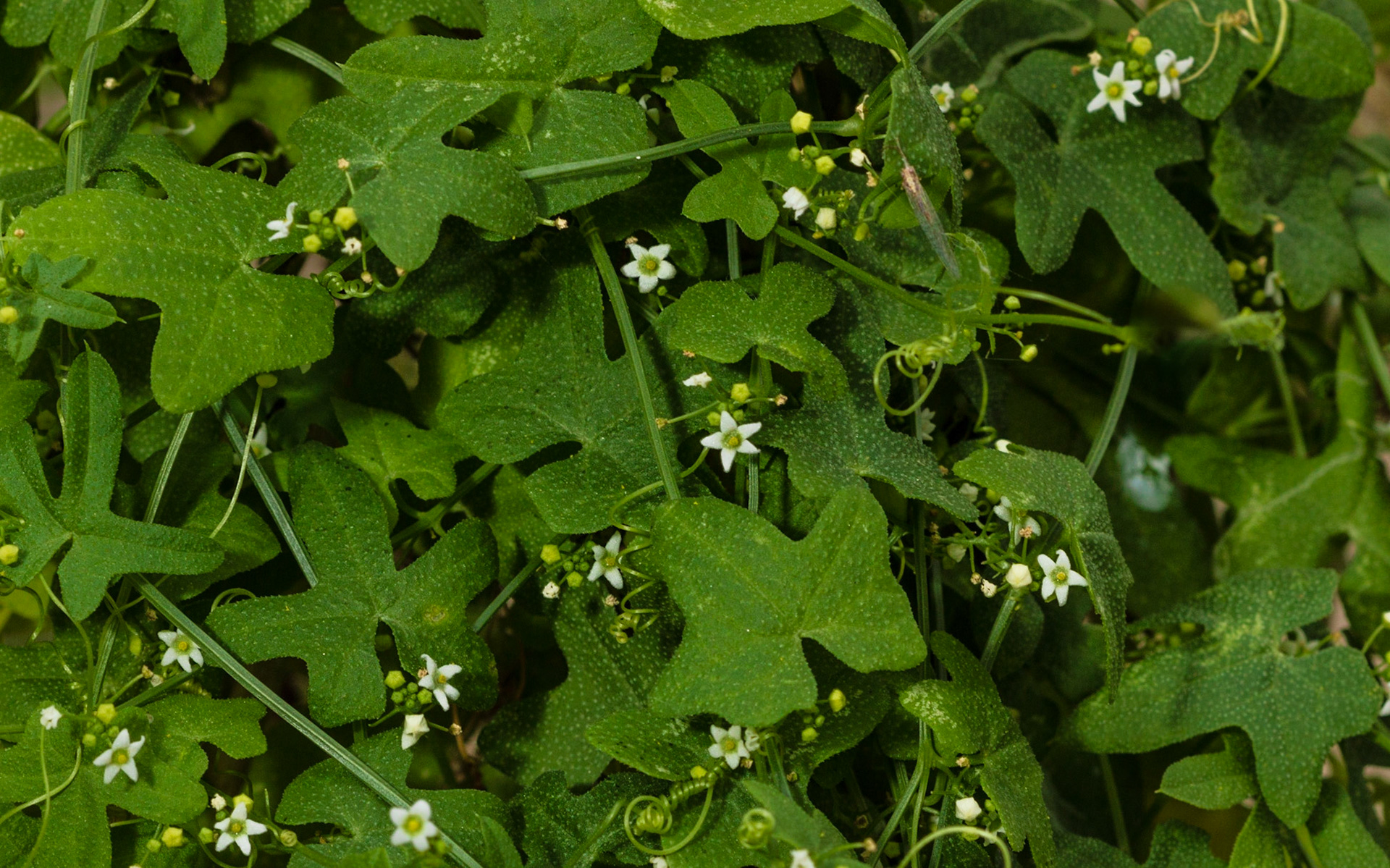 Desert Starvine (Brandegea bigelovii)