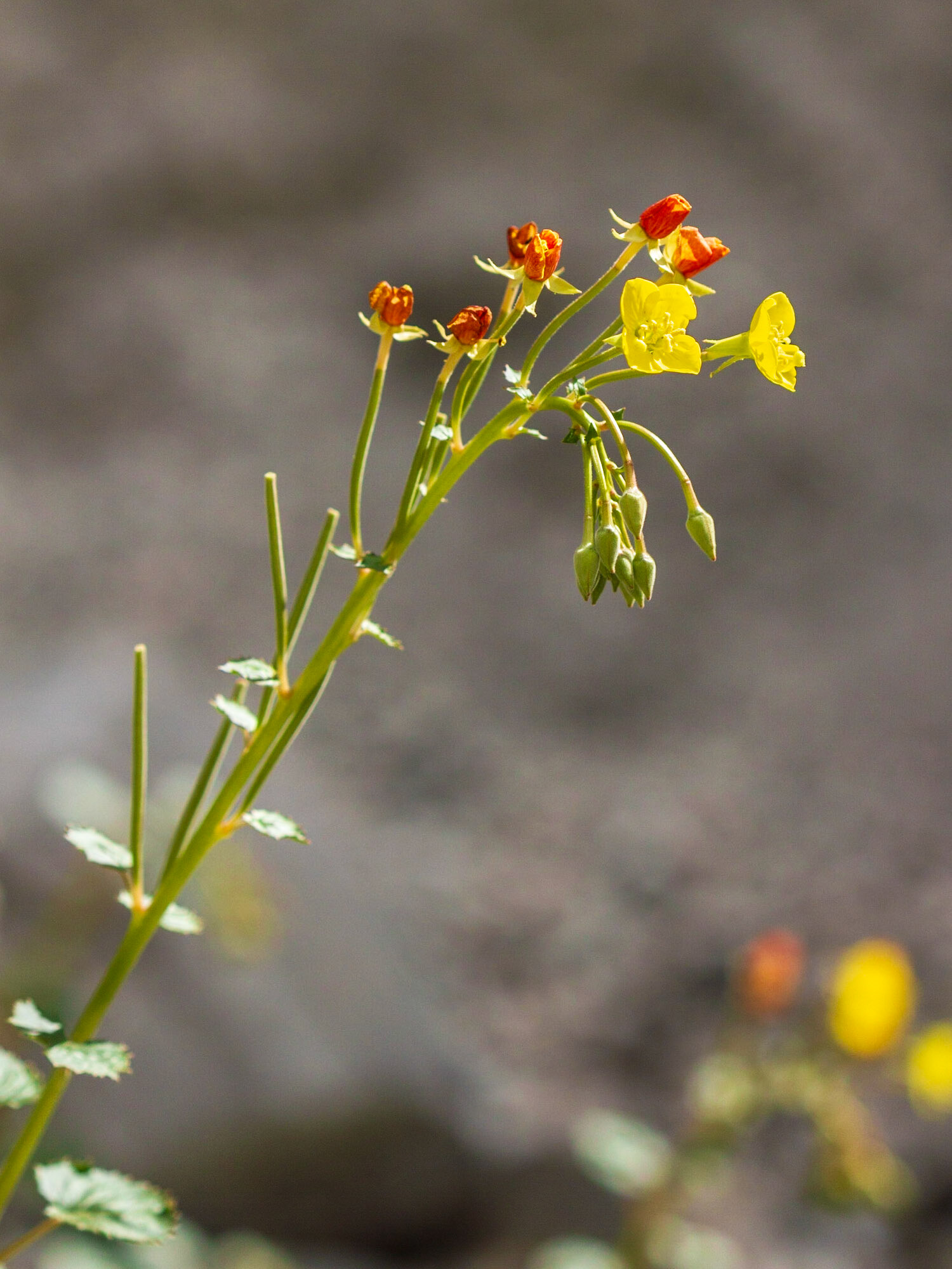 Yellow Cups (Camissonia brevipes)