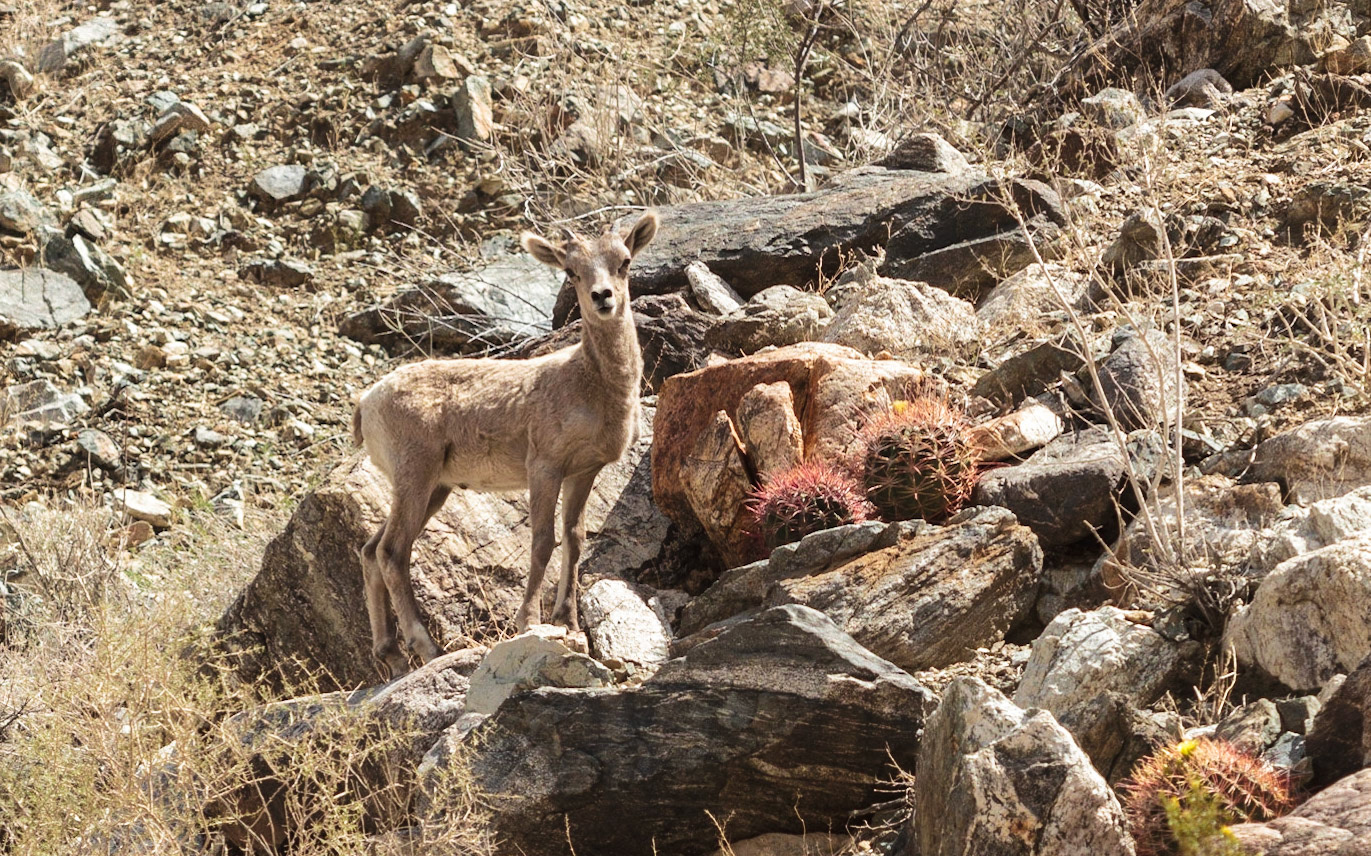 Bighorn Sheep (Ovis canadensis)