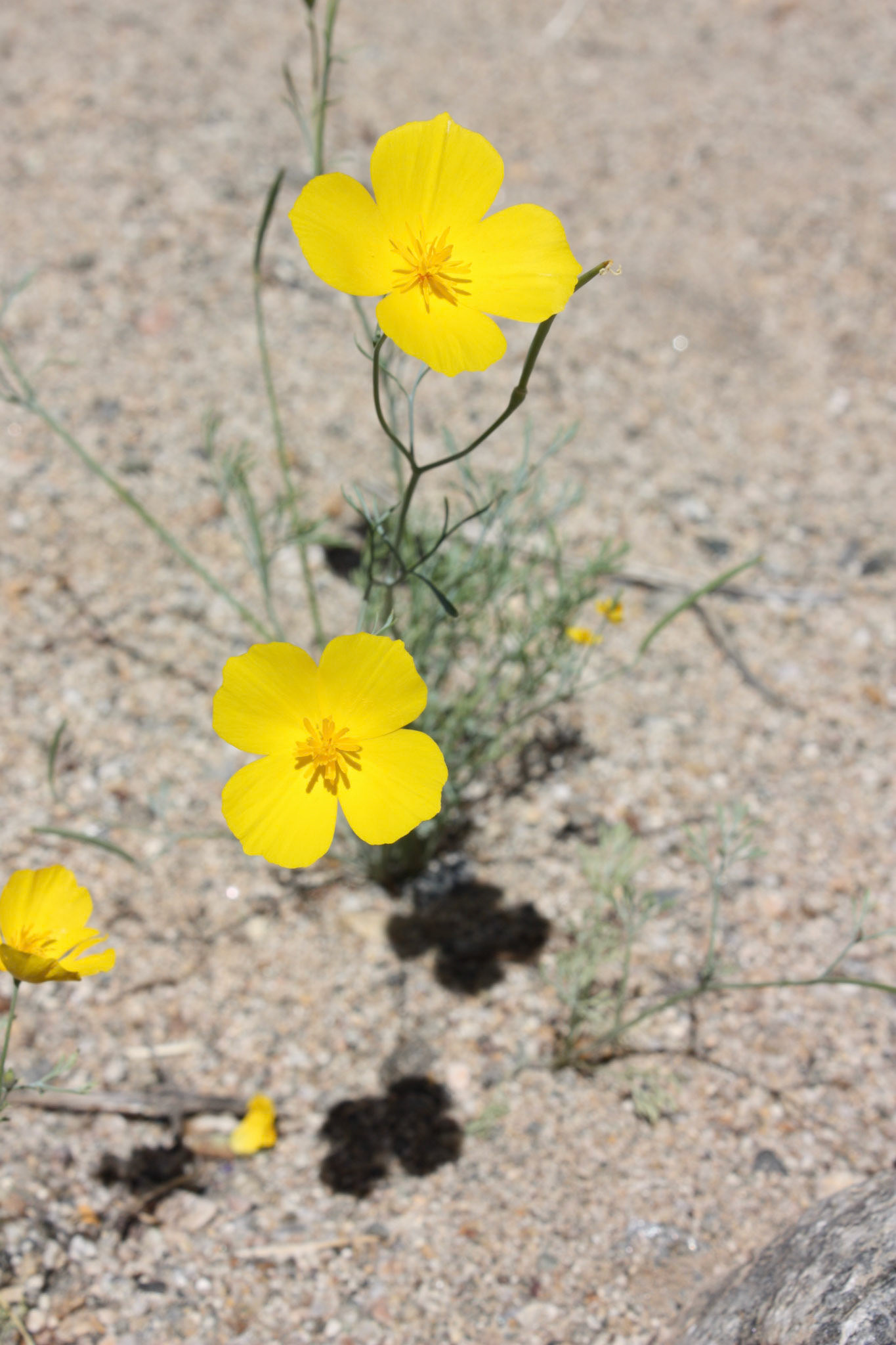 Desert Poppy (Eschscholzia parishii)