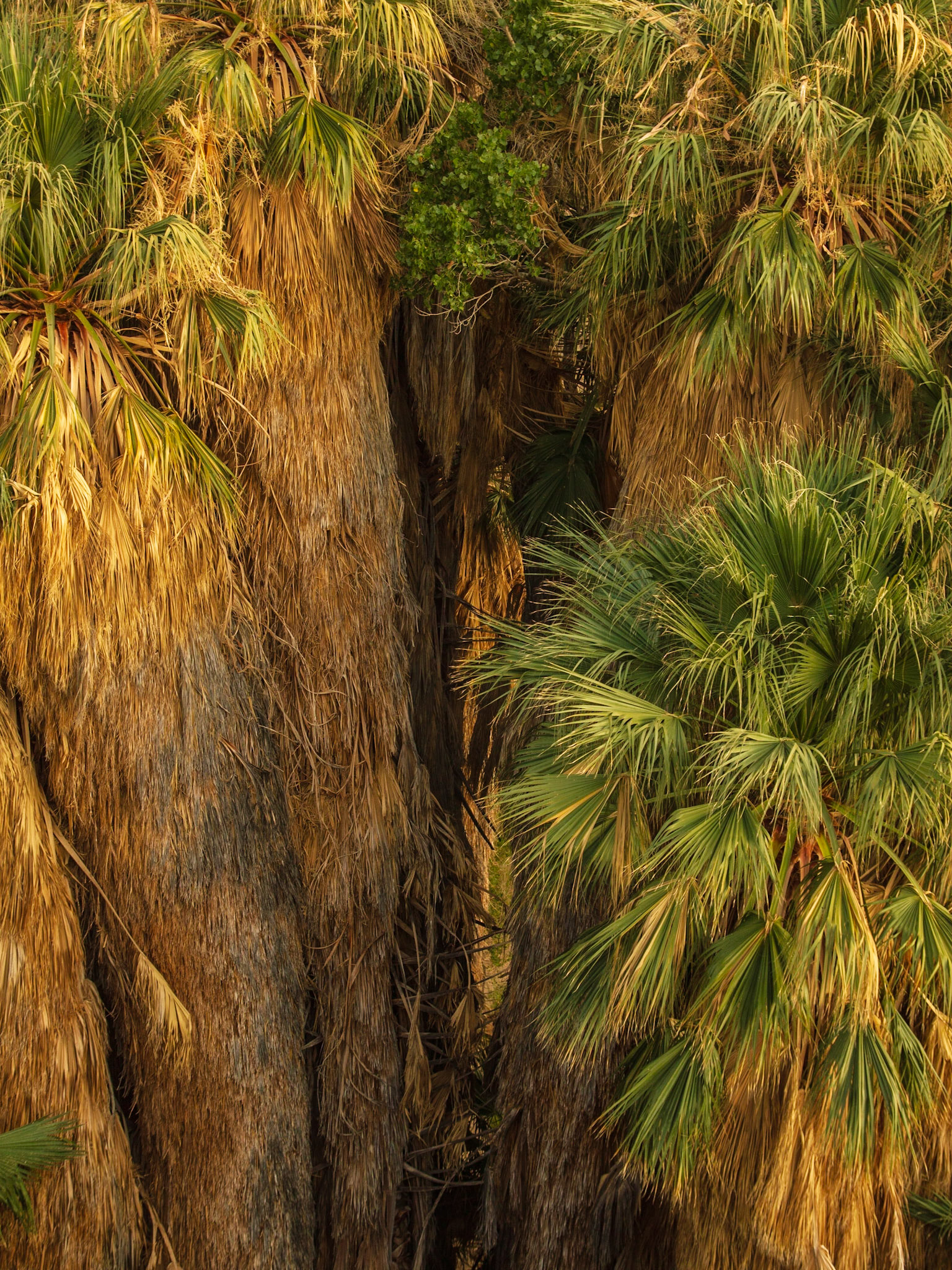 Cottonwood Spring Oasis