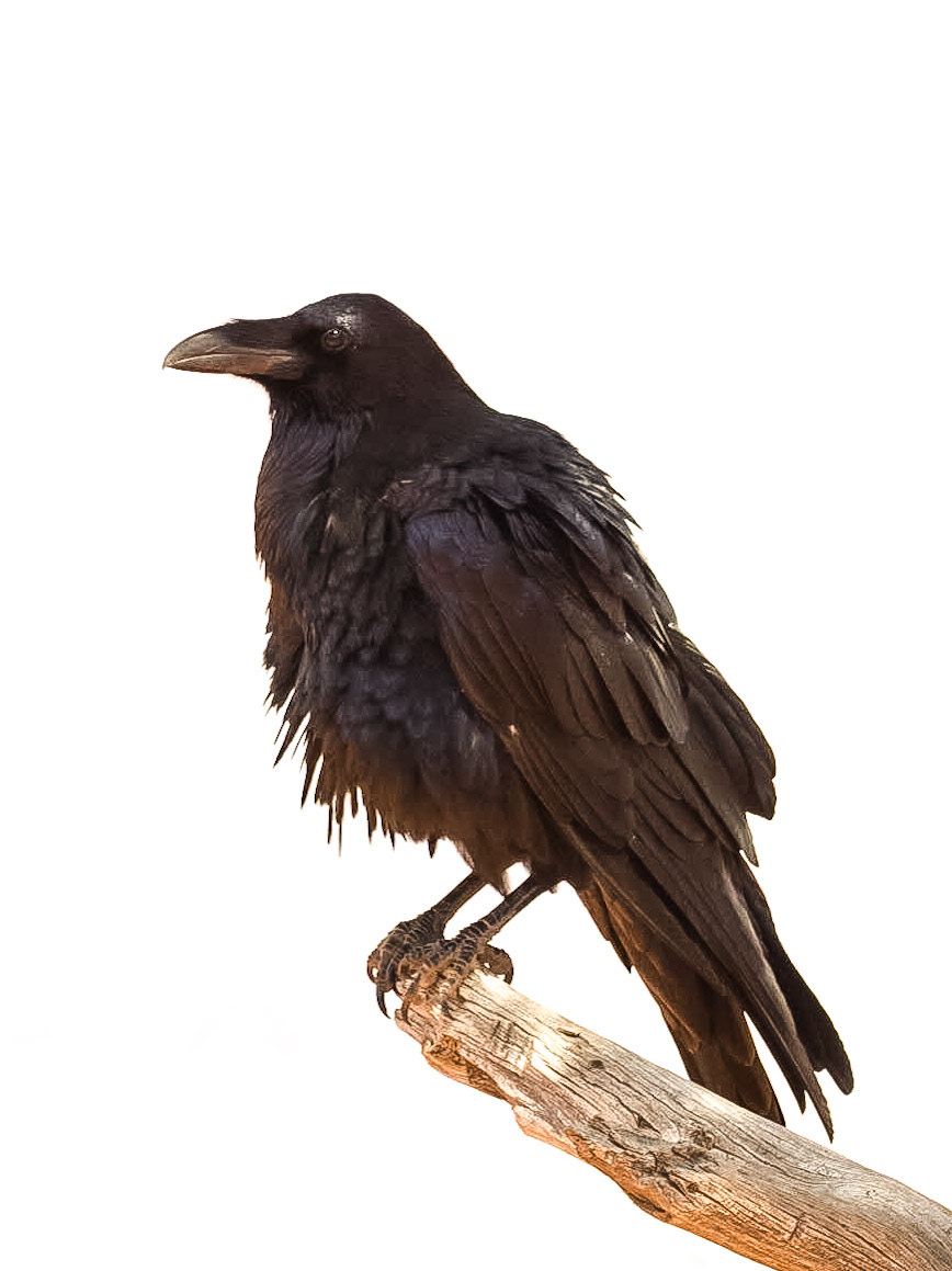 Common Raven (Corvus corax)