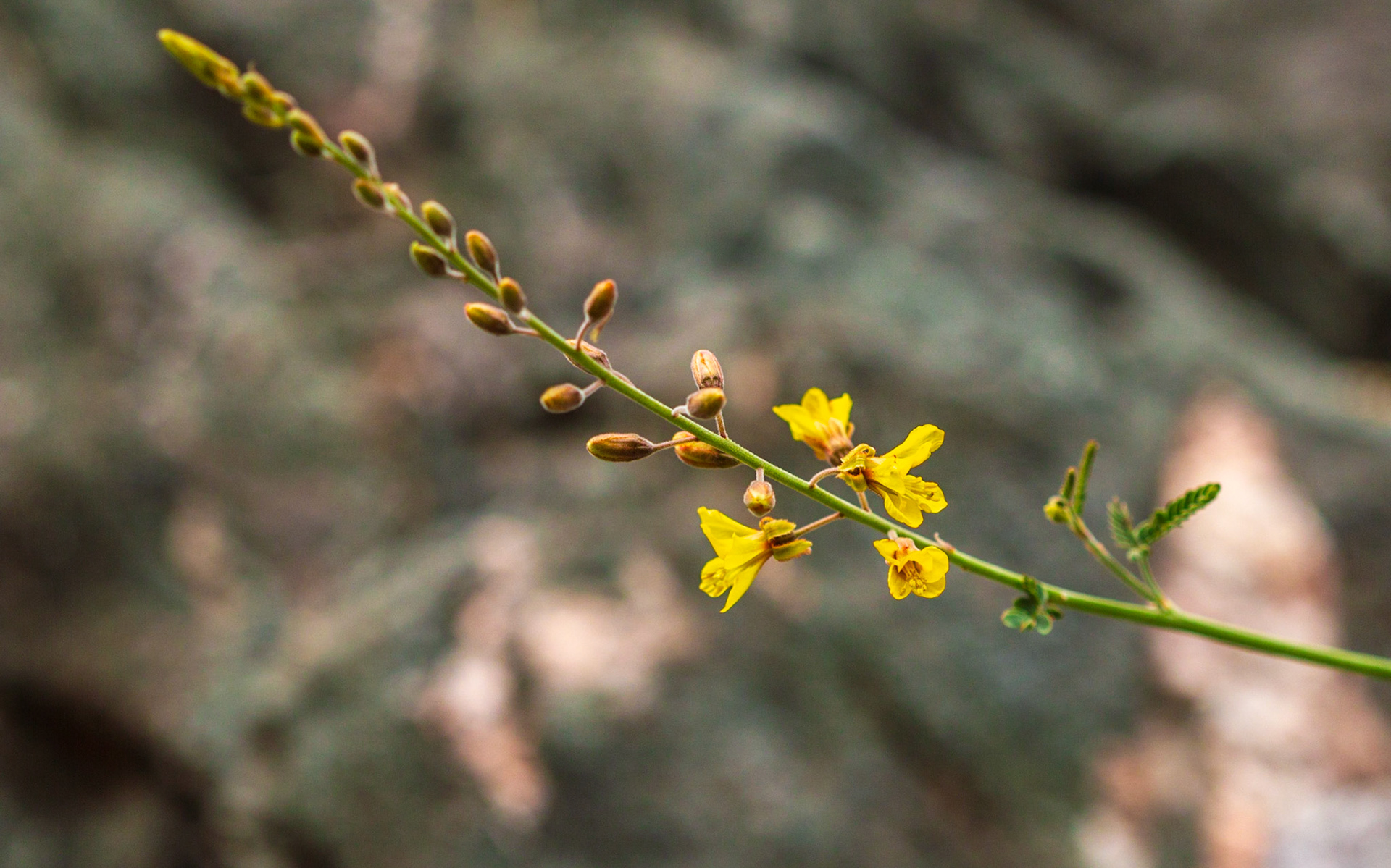 Wand Holdback (Hoffmannseggia microphylla)