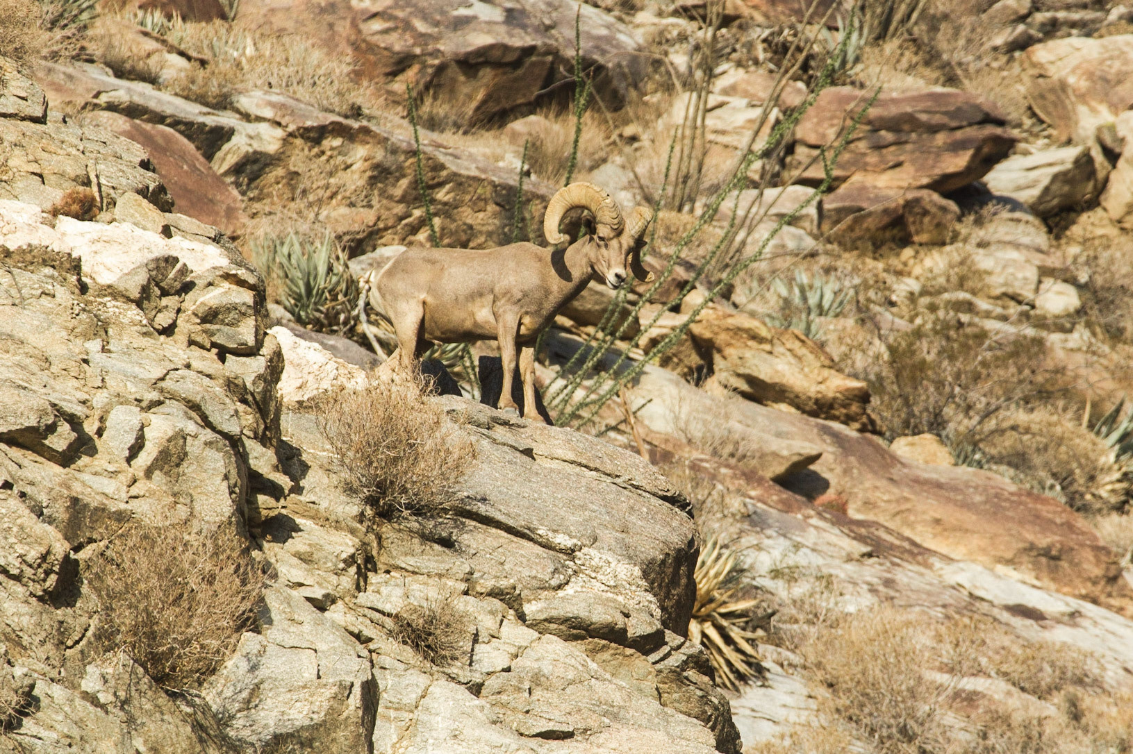 Bighorn Sheep (Ovis canadensis)