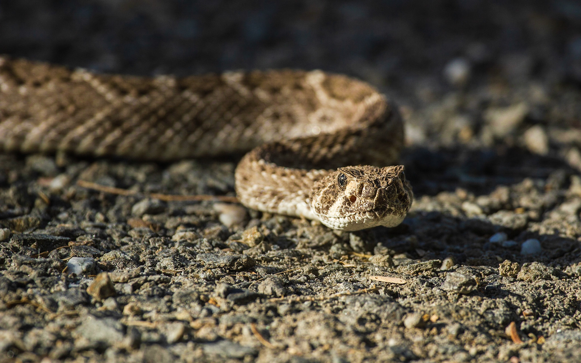 Western Diamond-backed Rattlesnake (Crotalus atrox)