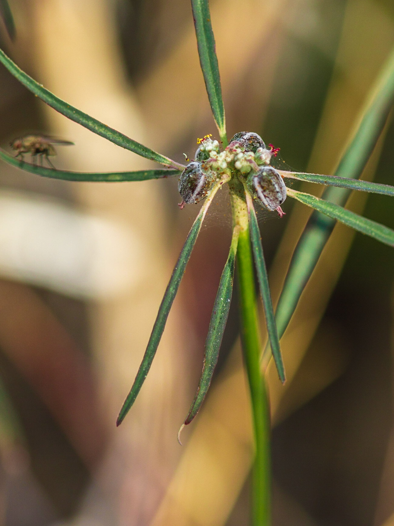 Beetle Spurge (Euphorbia eriantha)