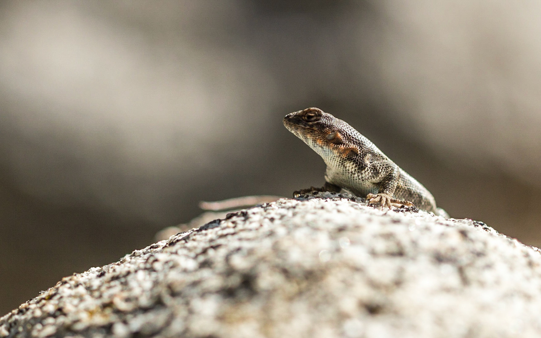 Southern Sagebrush Lizard (Sceloporus vandenburgianus)