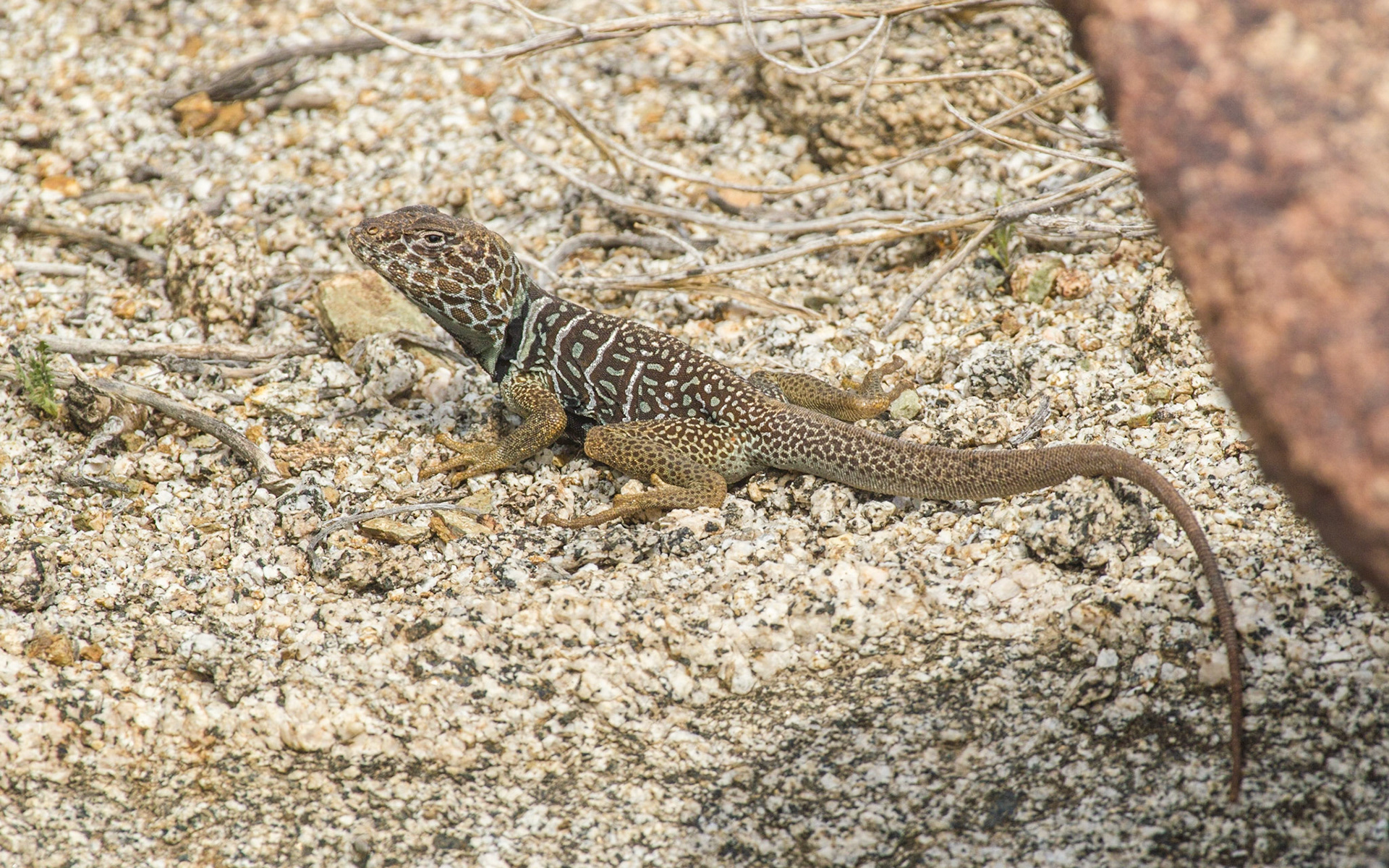 Baja California Collared Lizard (Crotaphytus vestigium)