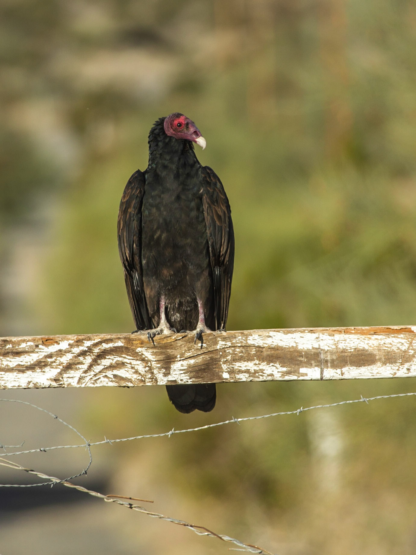 Turkey Vulture (Cathartes aura)