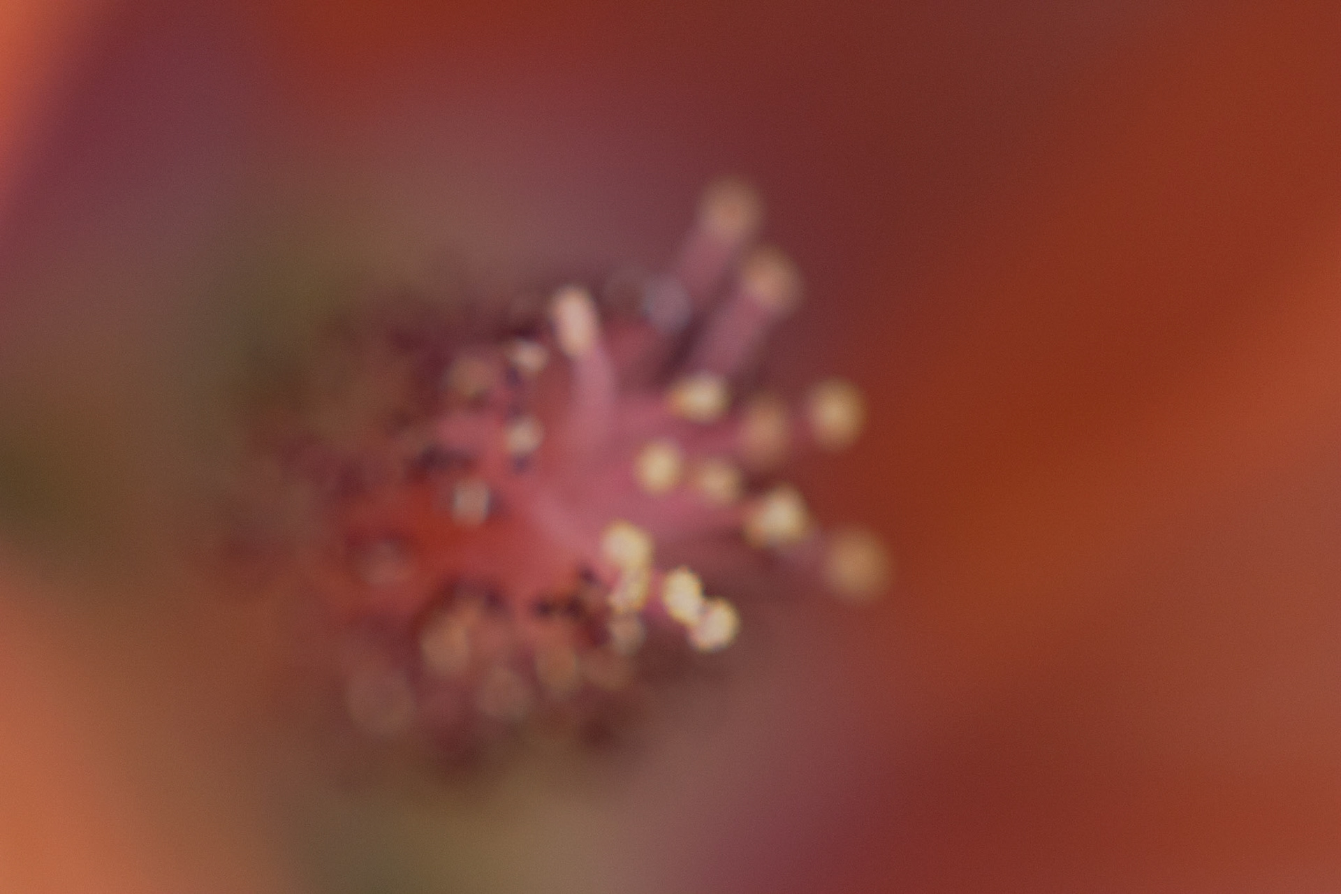 Apricot Mallow (Sphaeralcea ambigua)