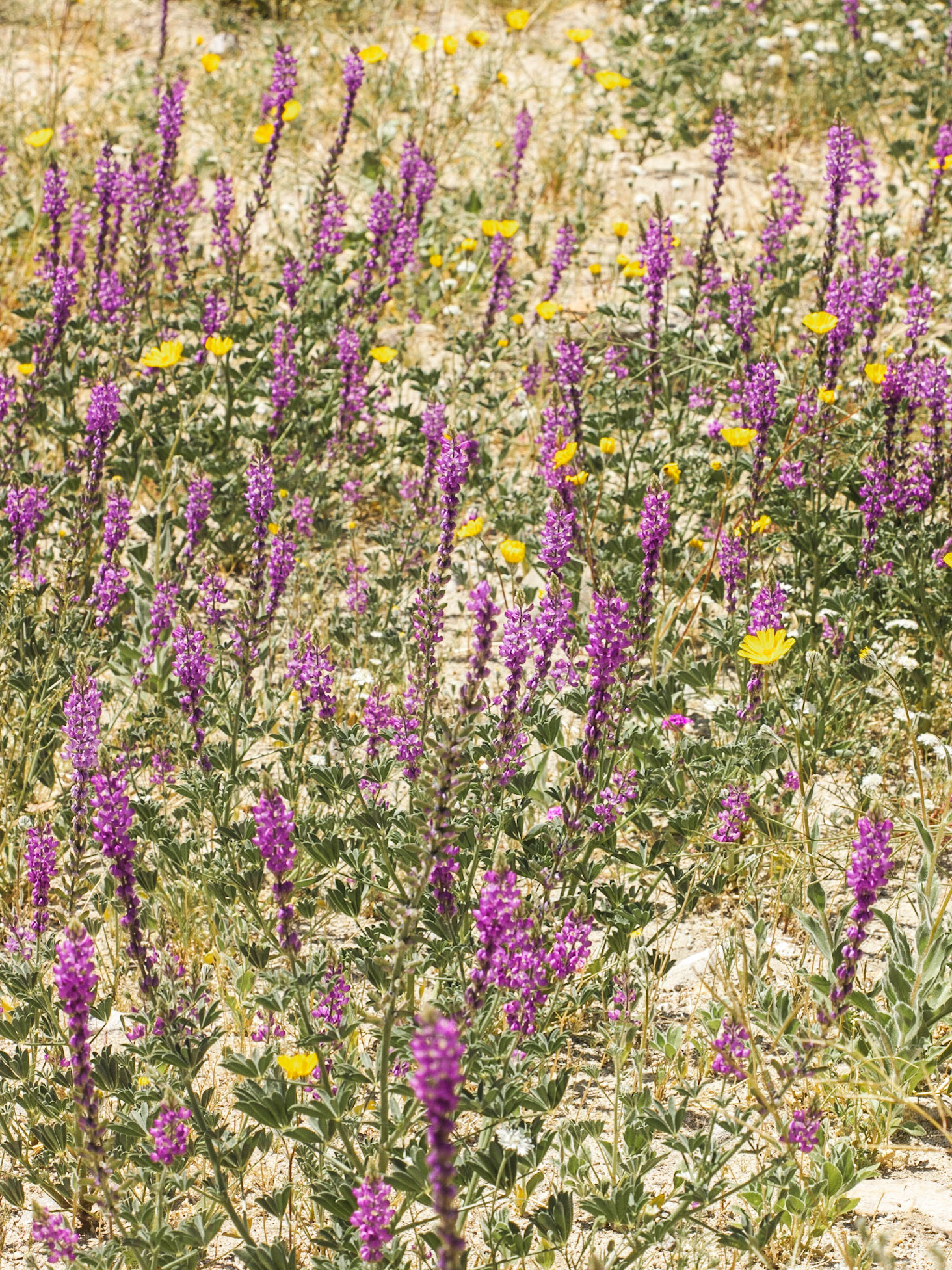 Arizona Lupine (Lupinus arizonicus)