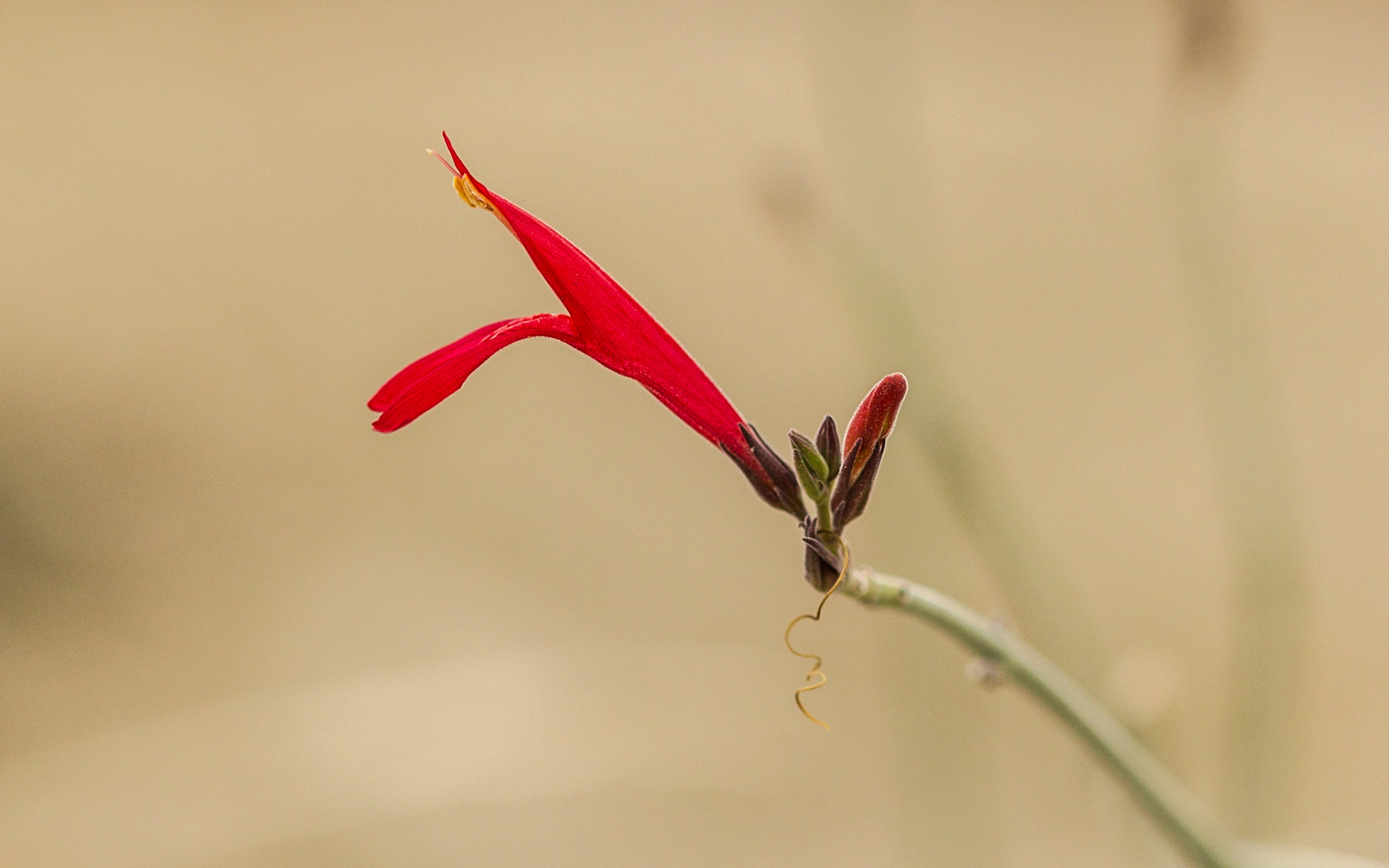 Chuparosa (Justicia californica)