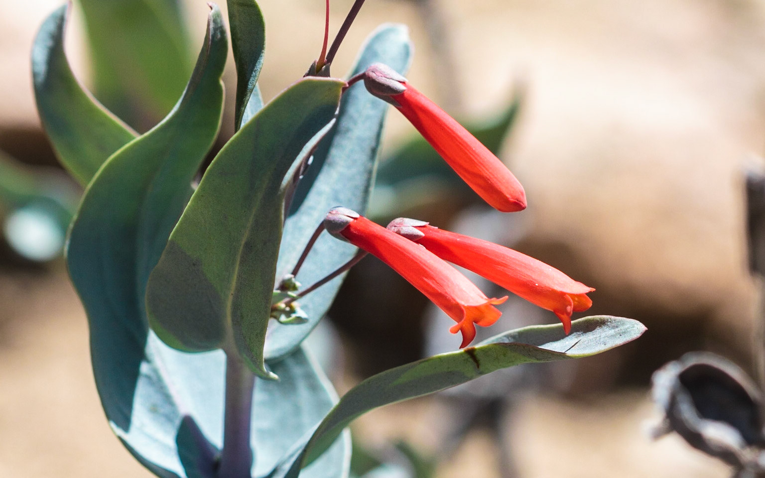 Scarlet Bugler (Penstemon centranthifolius)