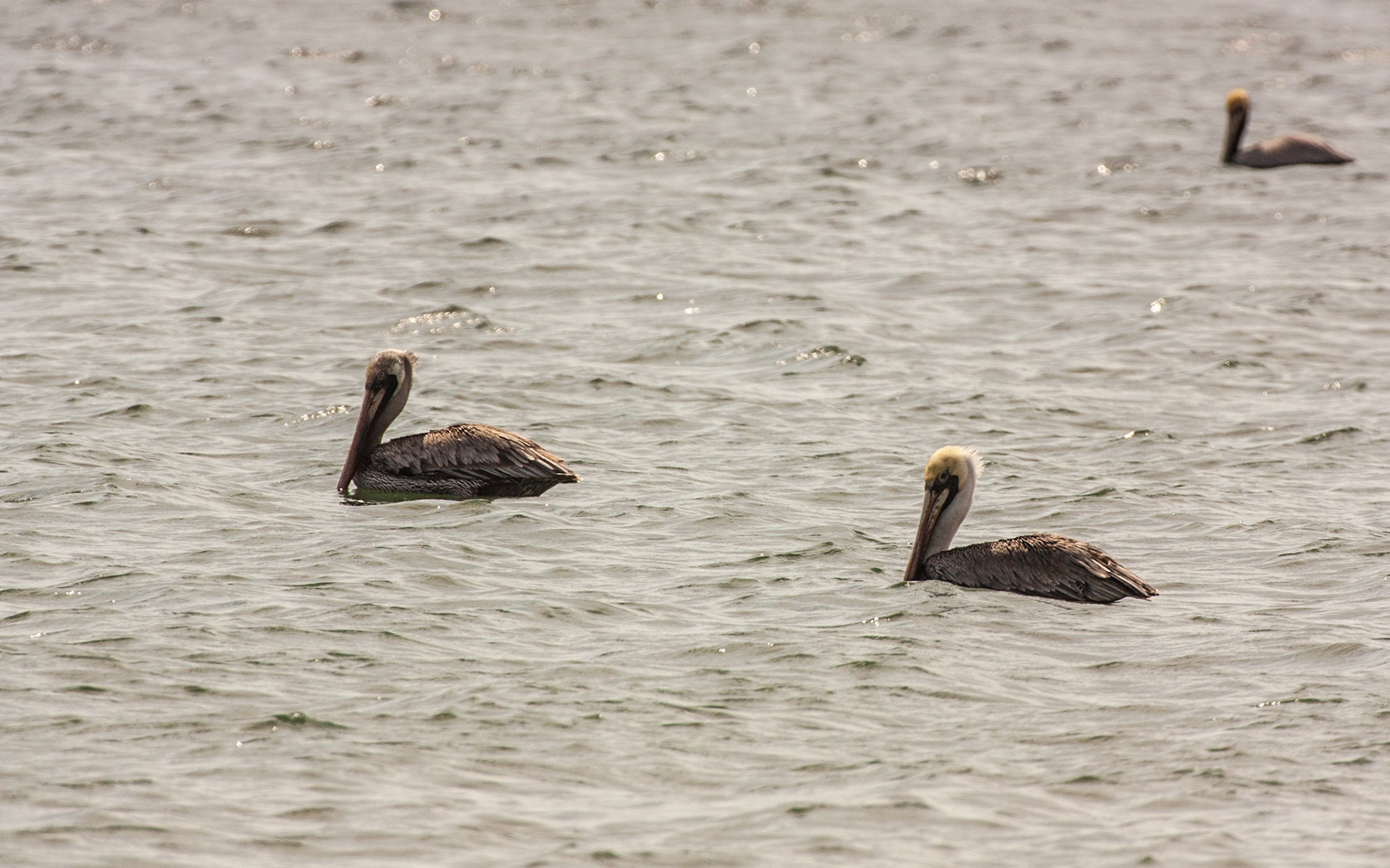Brown Pelican (Pelecanus occidentalis)