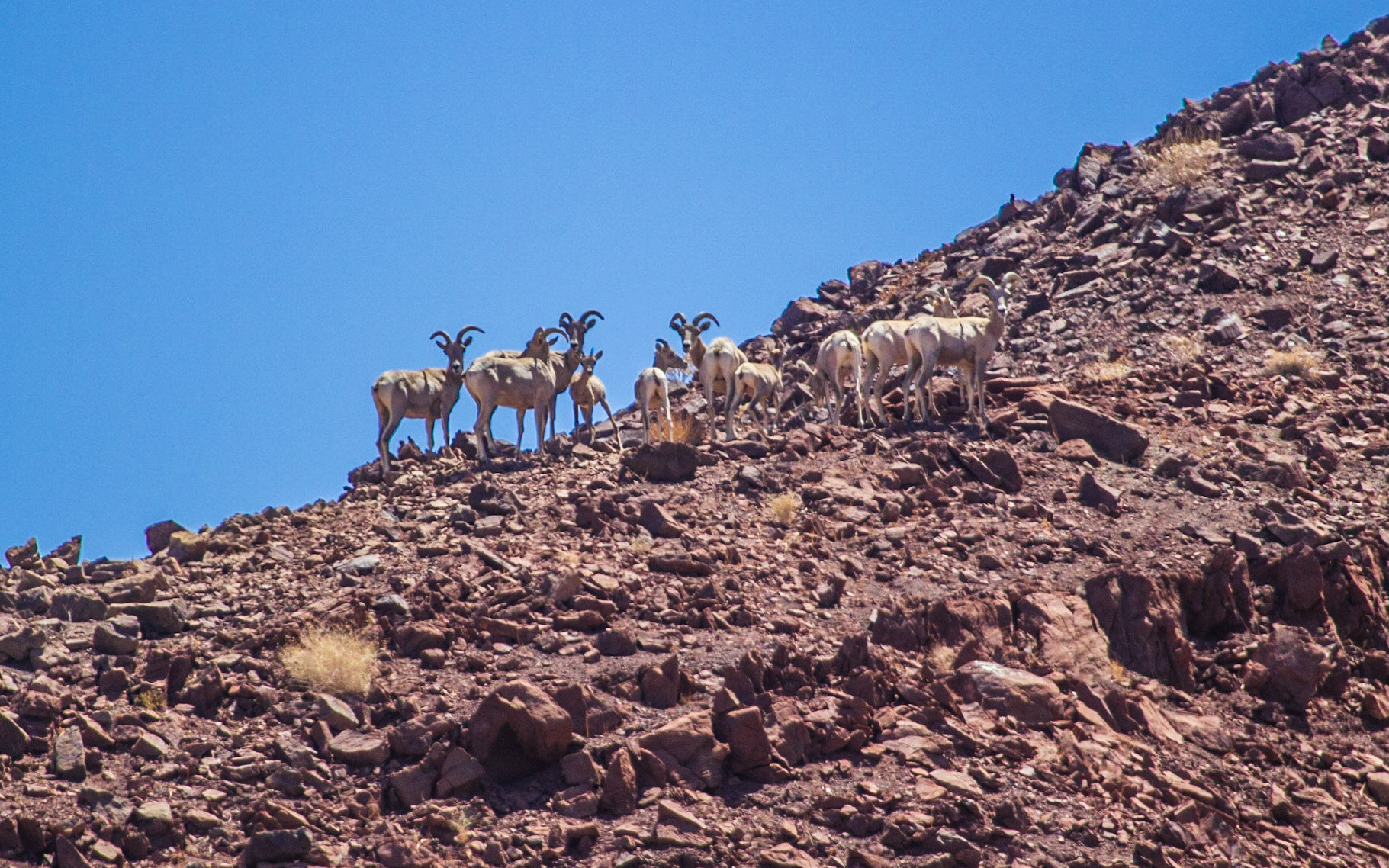 Bighorn Sheep (Ovis canadensis)