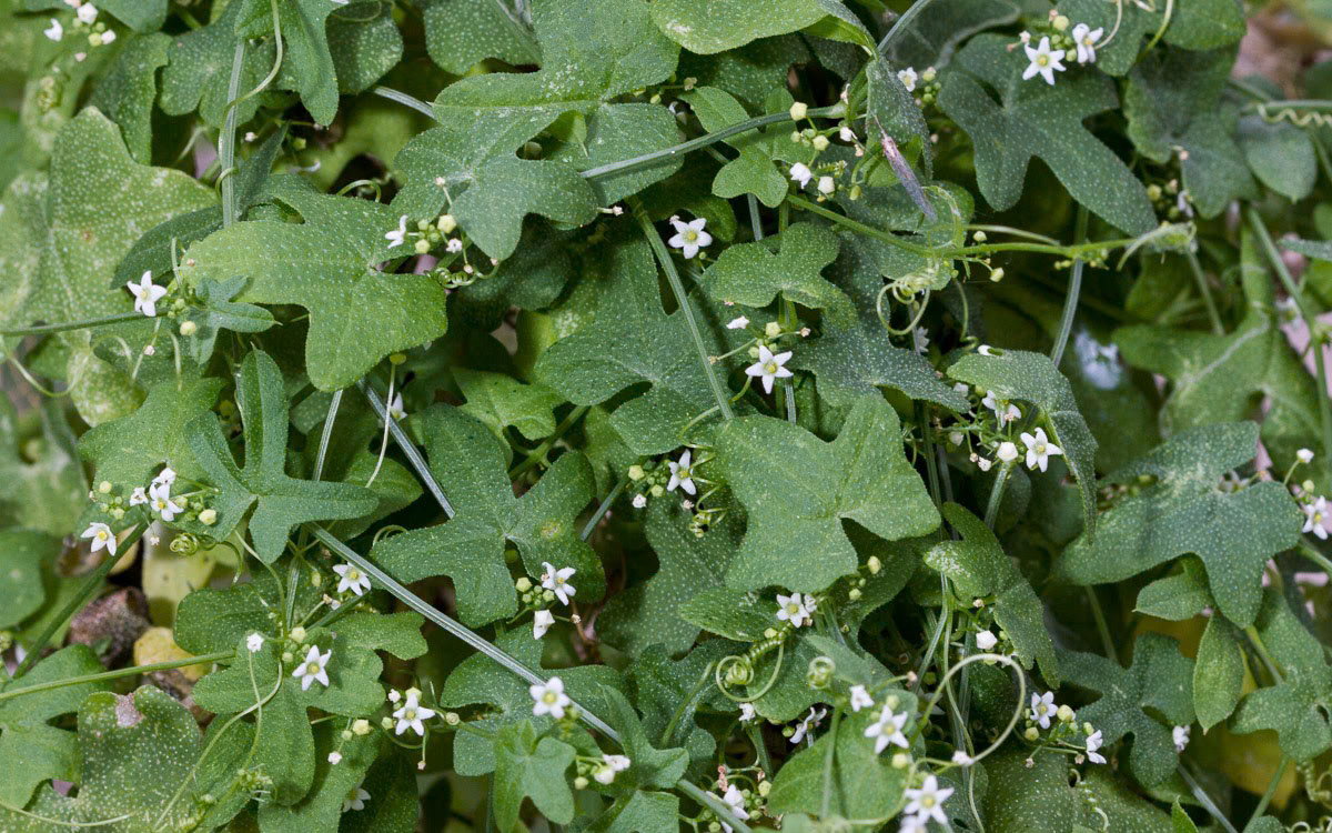 Desert Starvine (Brandegea bigelovii)