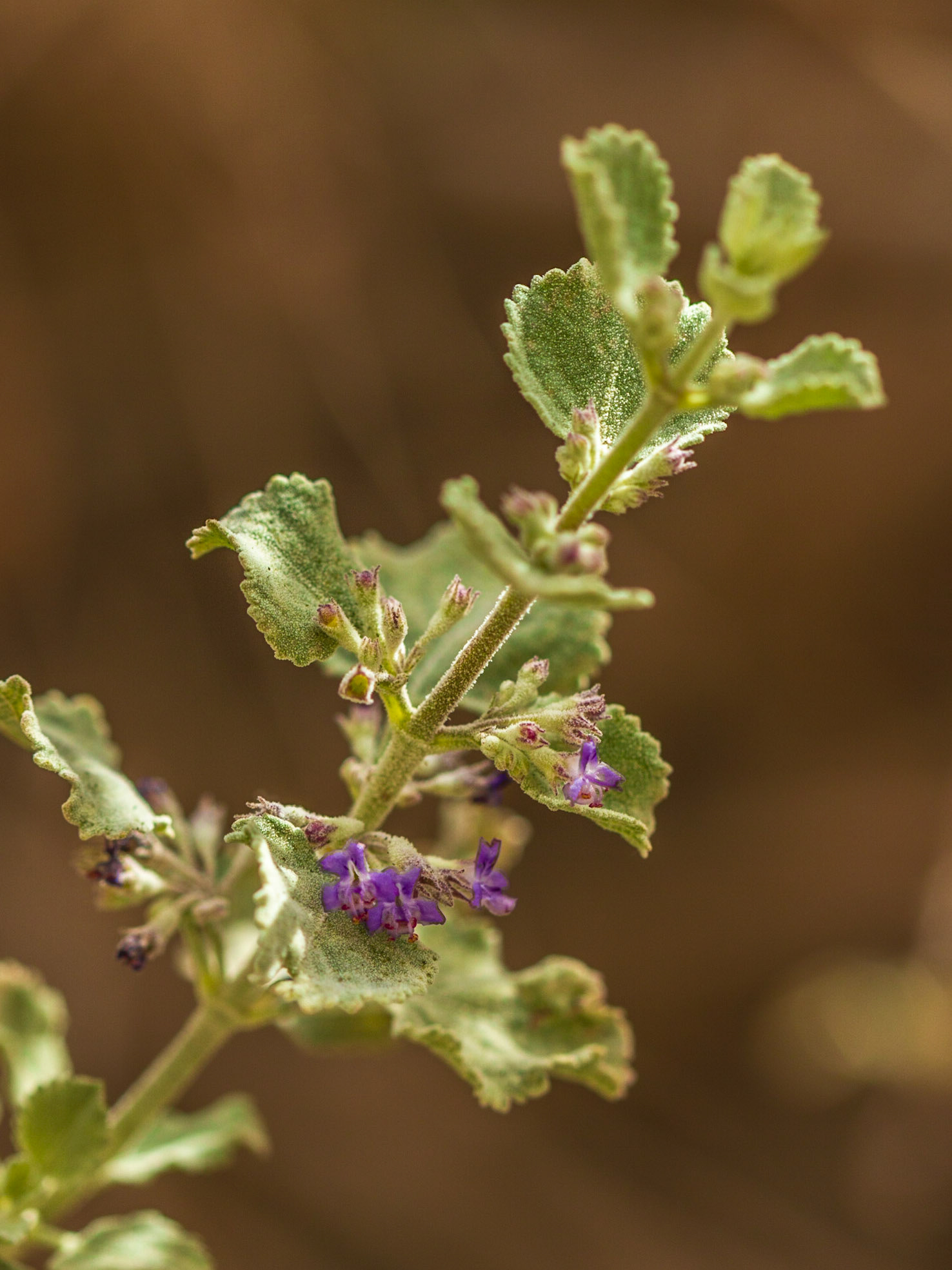 Desert Lavender (Hyptis emoryi)