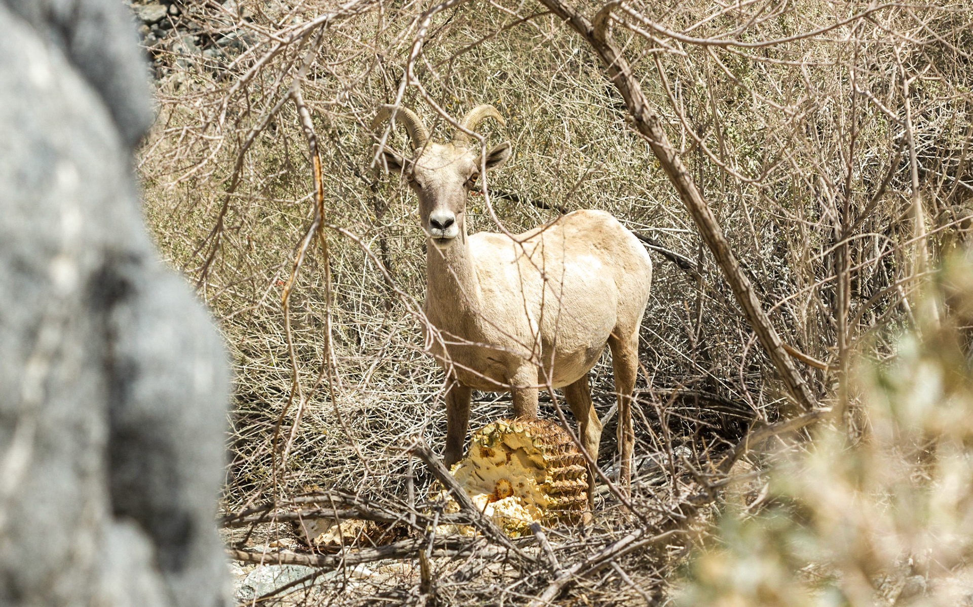 Bighorn Sheep (Ovis canadensis)