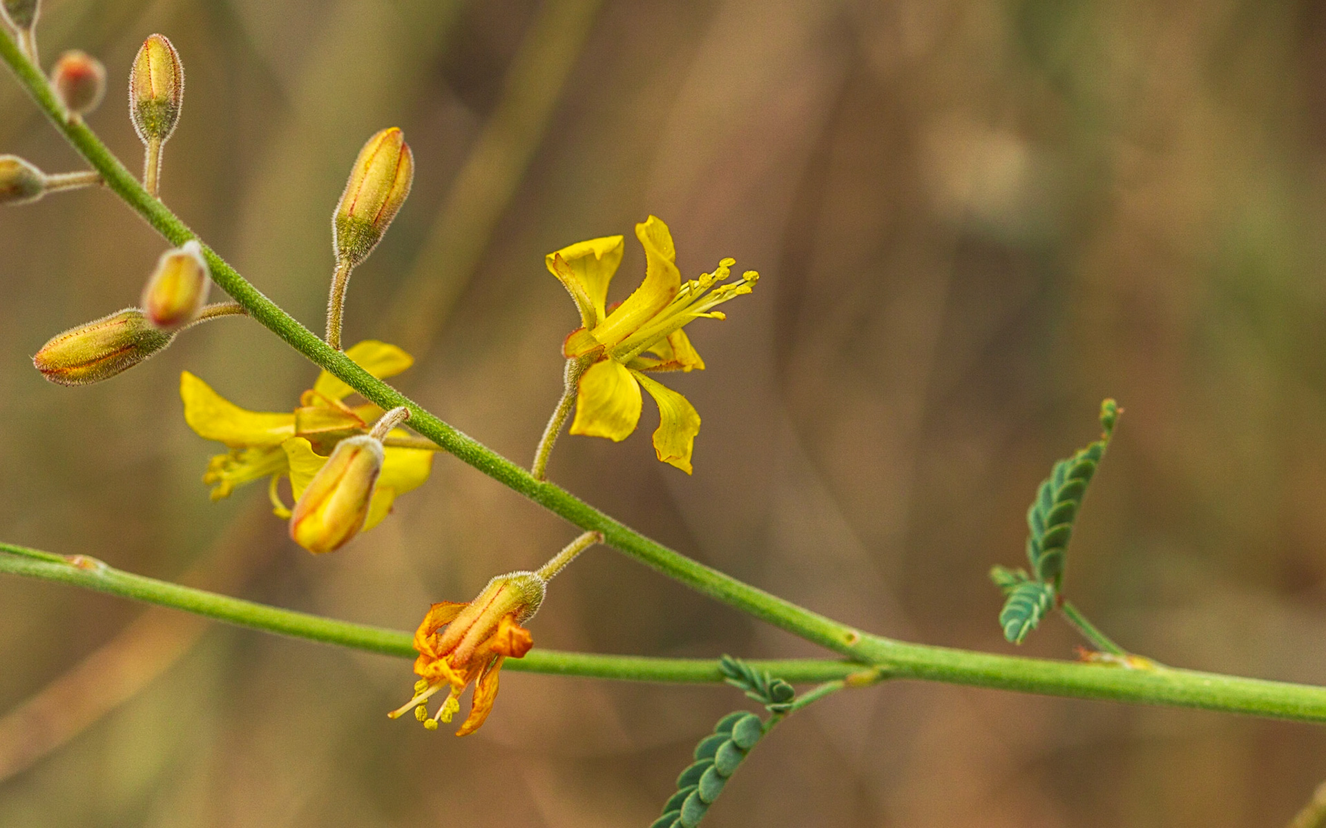 Wand Holdback (Hoffmannseggia microphylla)