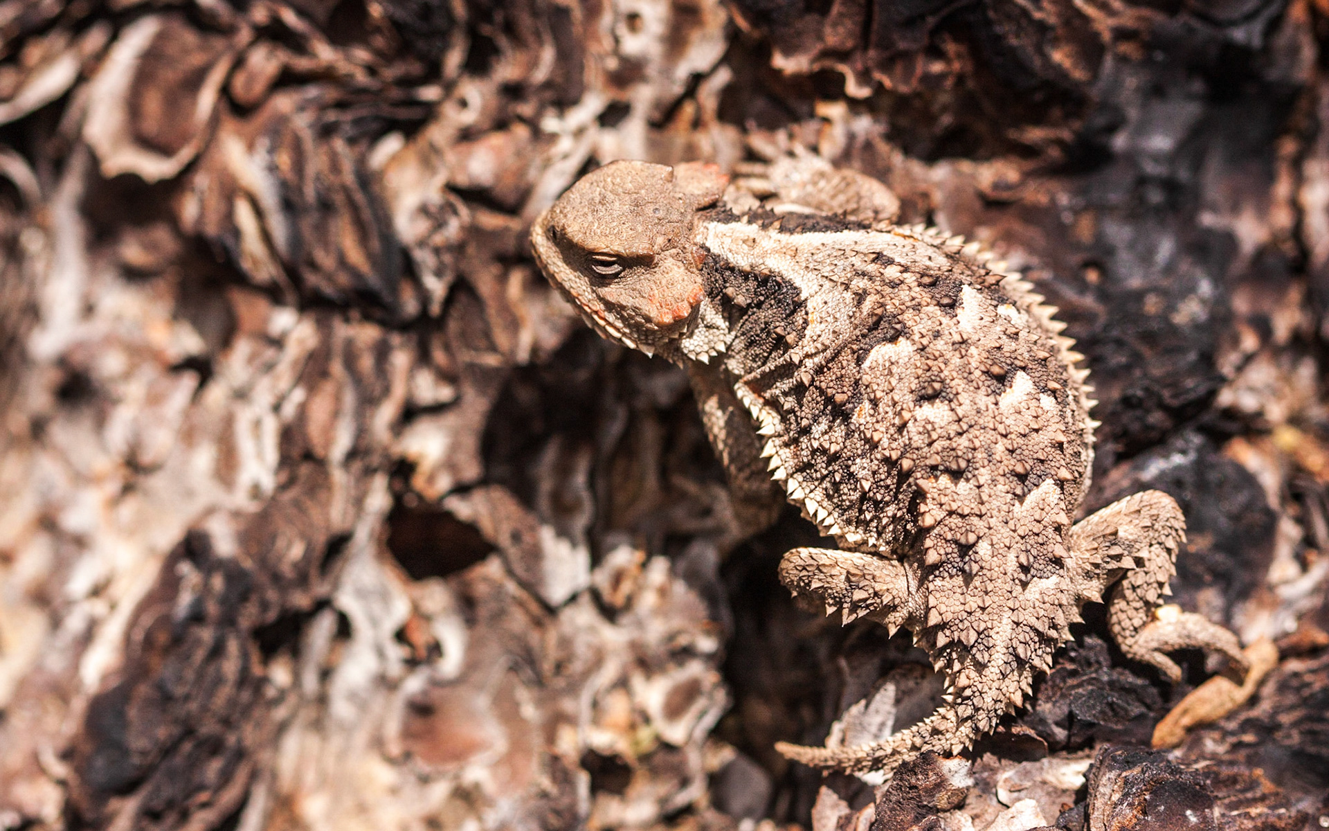 Greater Short-horned Lizard (Phrynosoma hernandesi)
