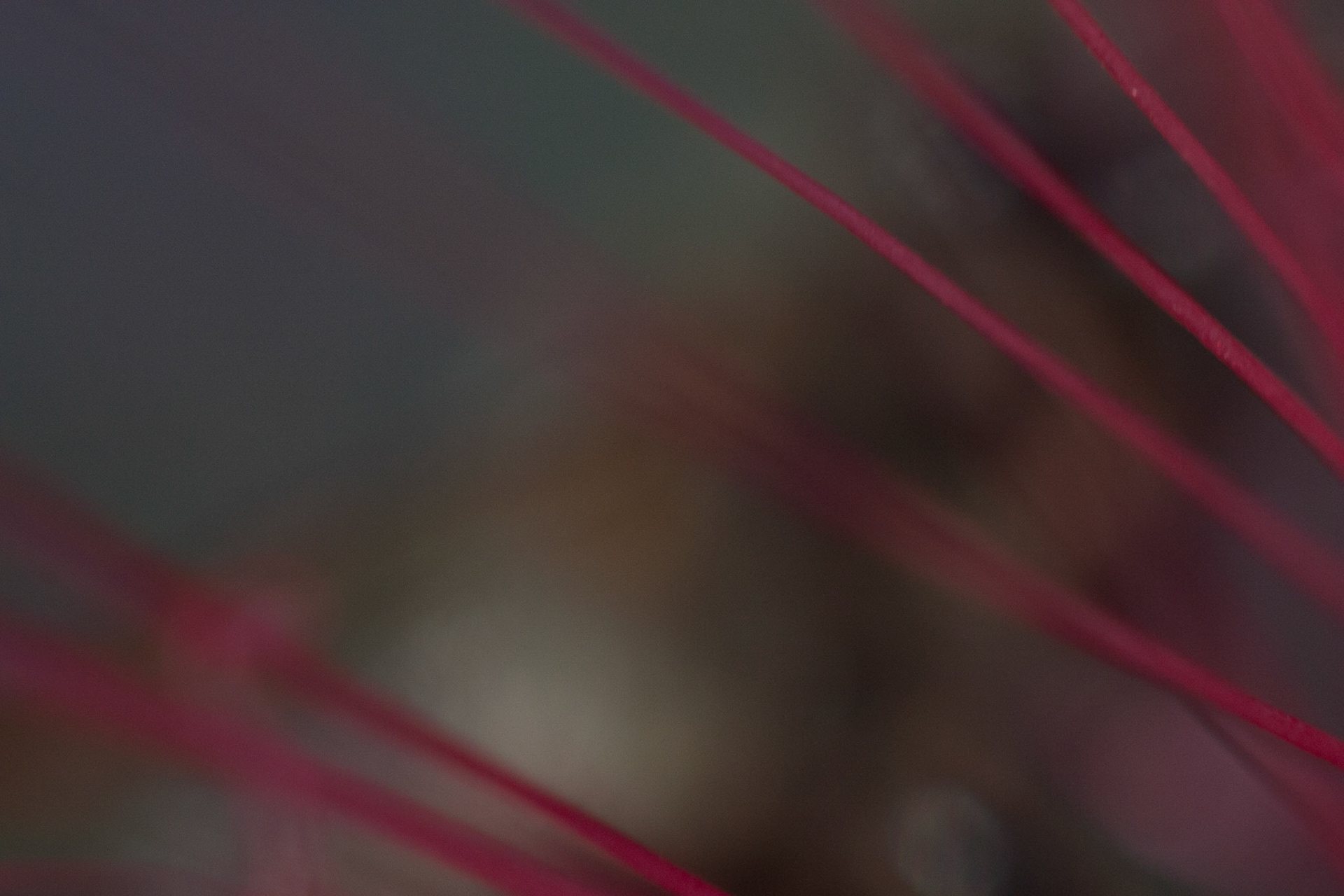 Fairy Duster (Calliandra eriophylla)