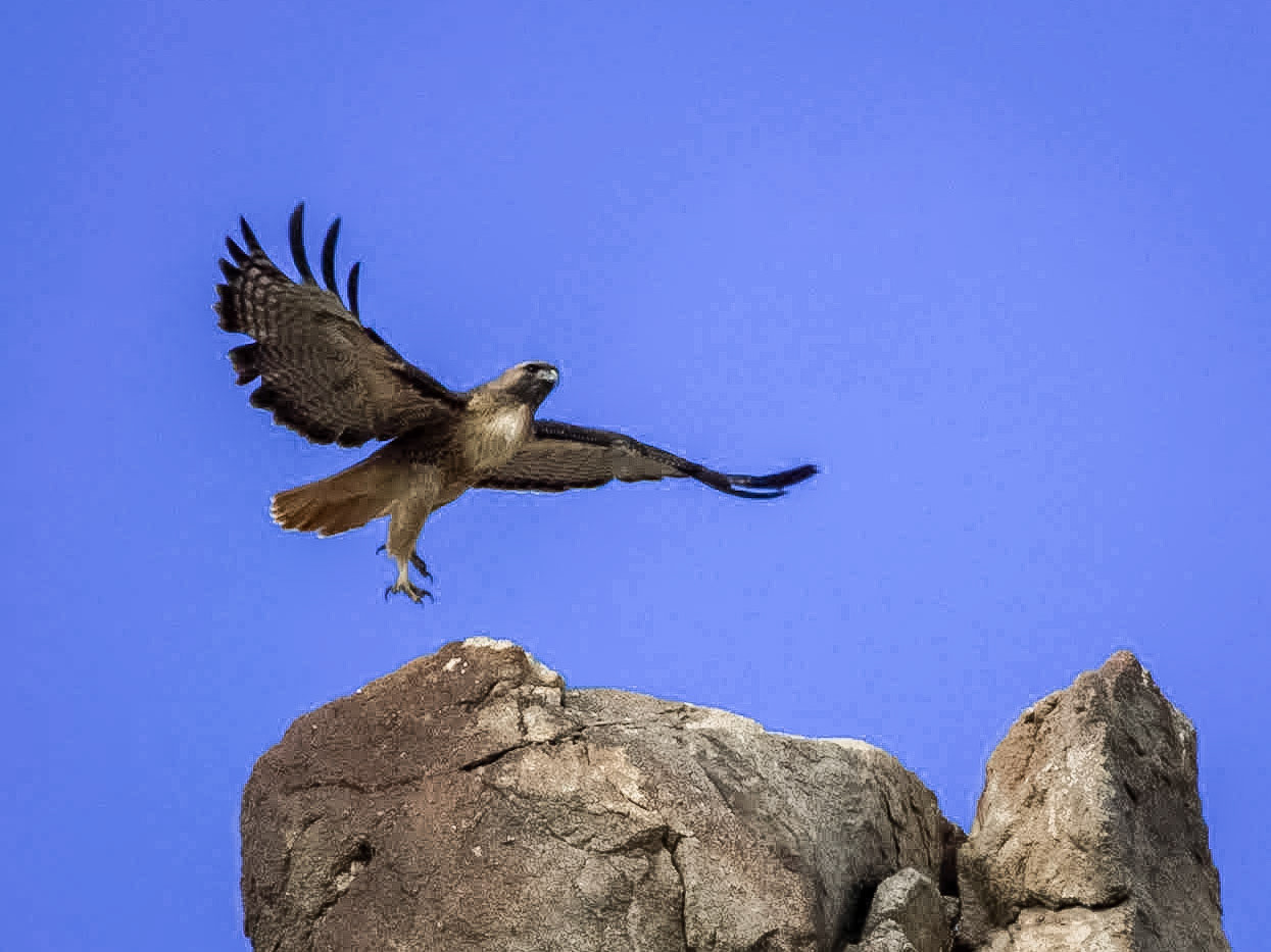 Red-tailed Hawk (Buteo jamaicensis)