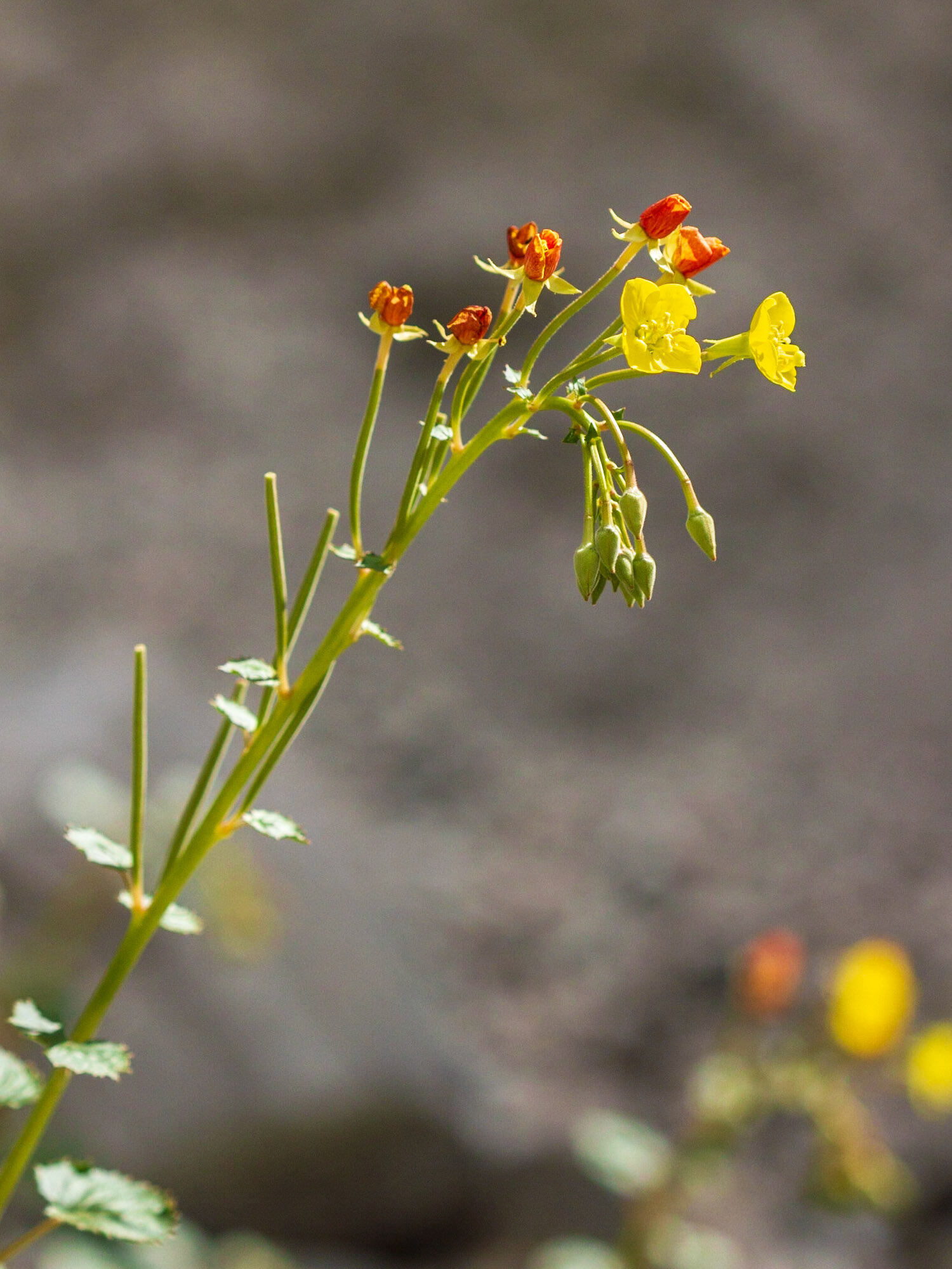 Yellow Cups (Camissonia brevipes)