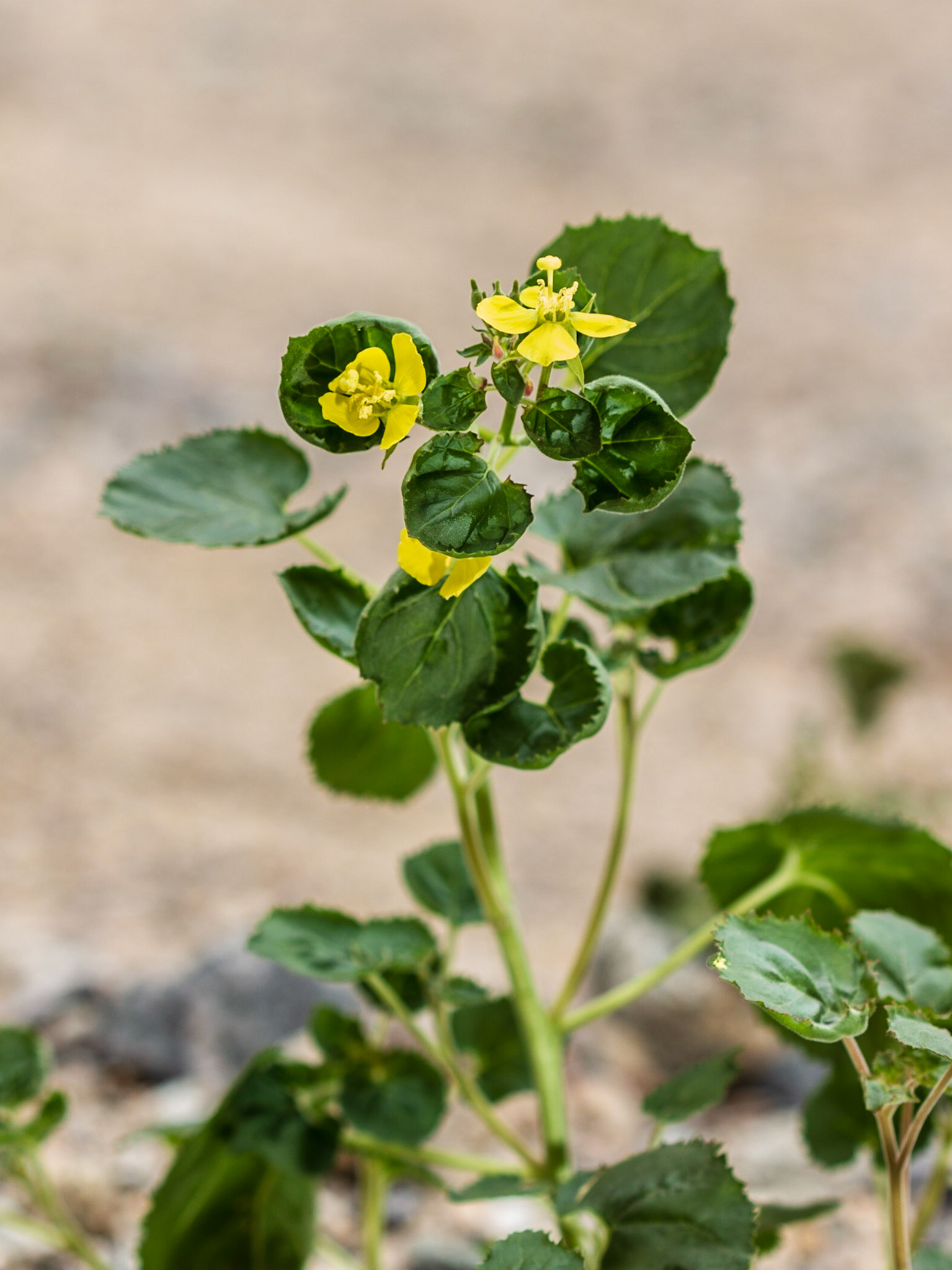 Yellow Cups (Camissonia brevipes)