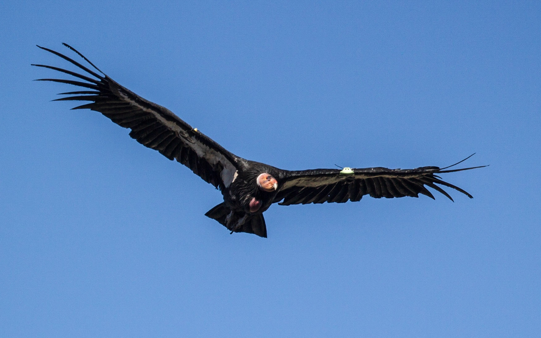 California Condor (Gymnogyps californianus)