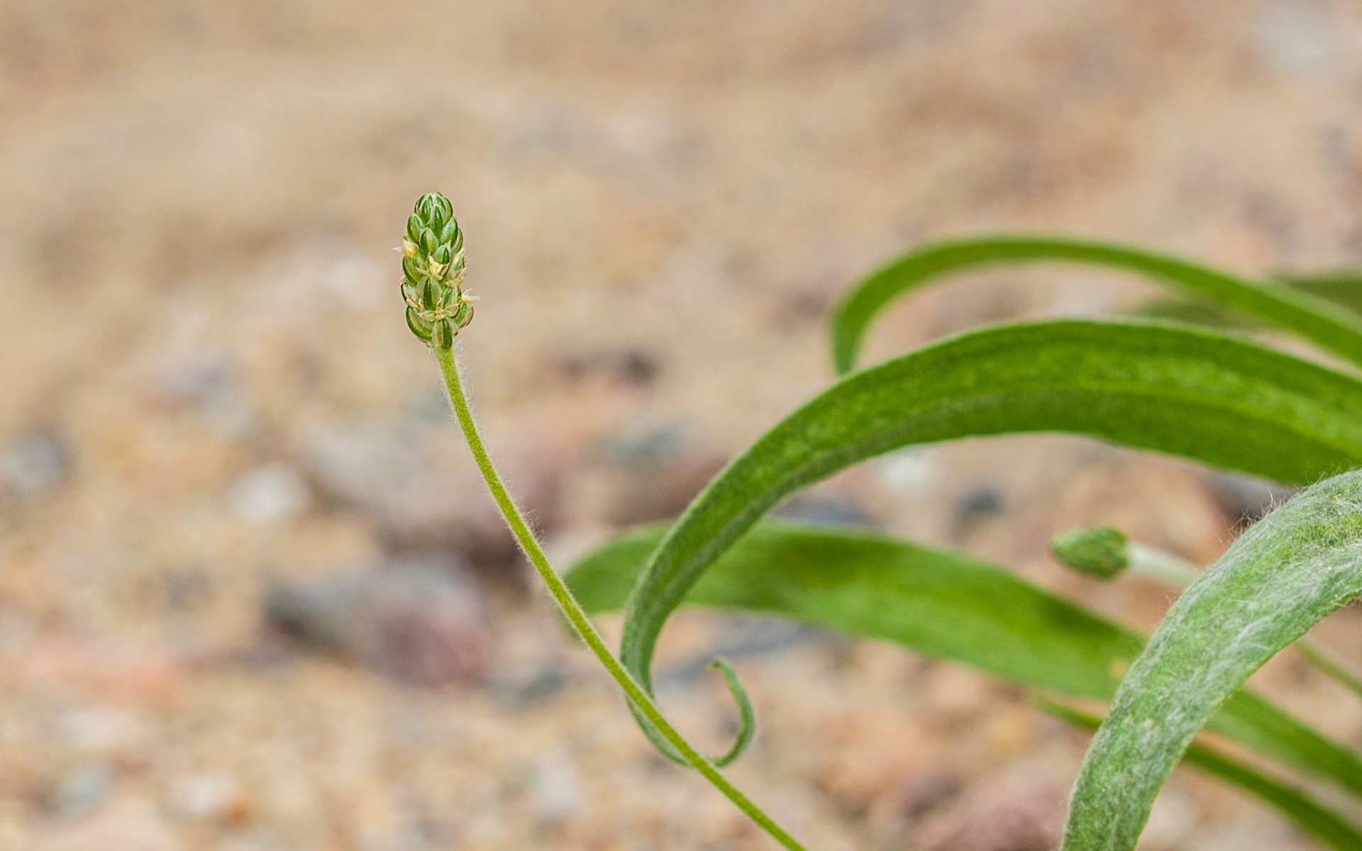 Woolly Plantain (Plantago insularis)