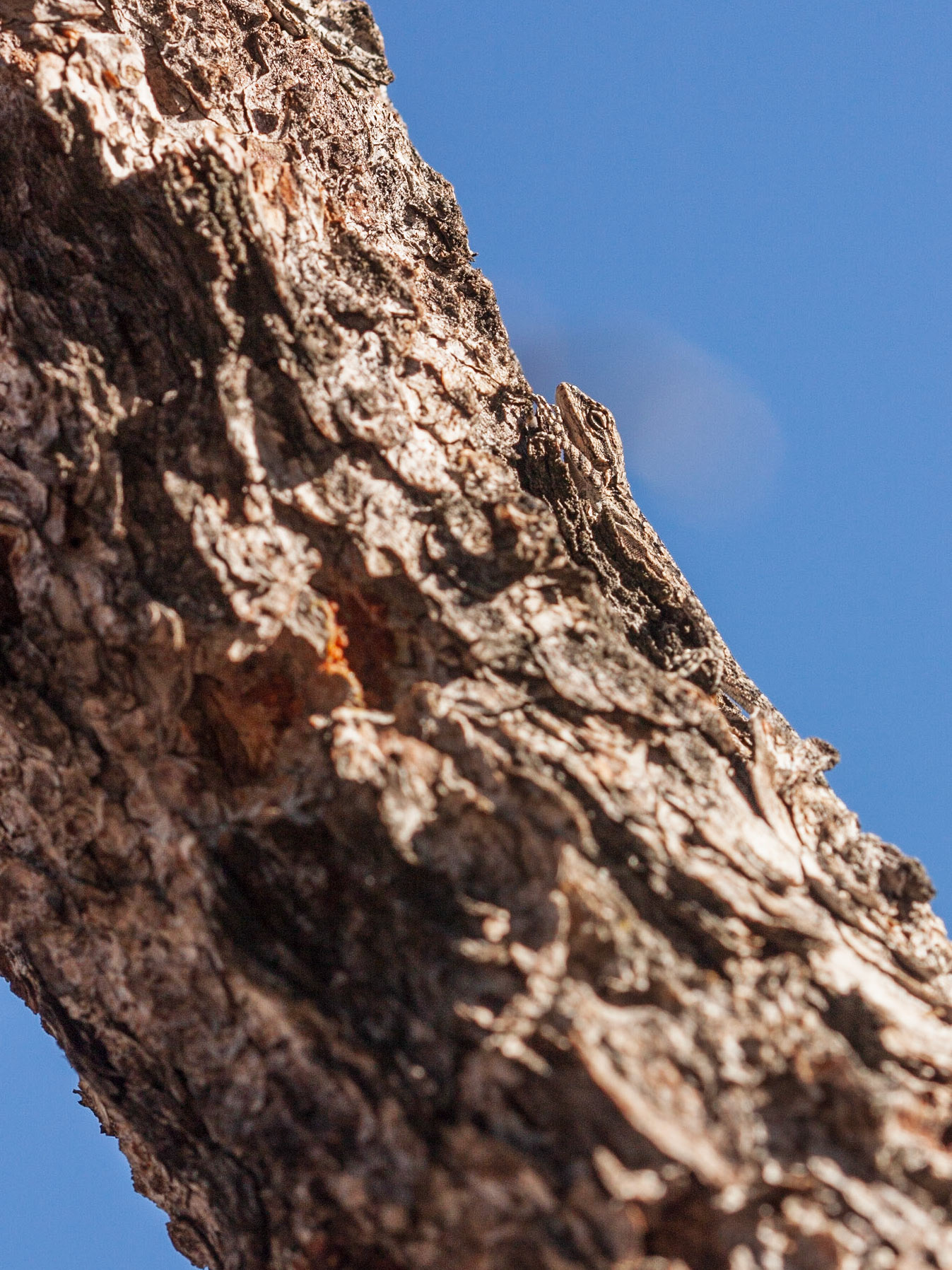 Ornate Tree Lizard (Urosaurus ornatus)