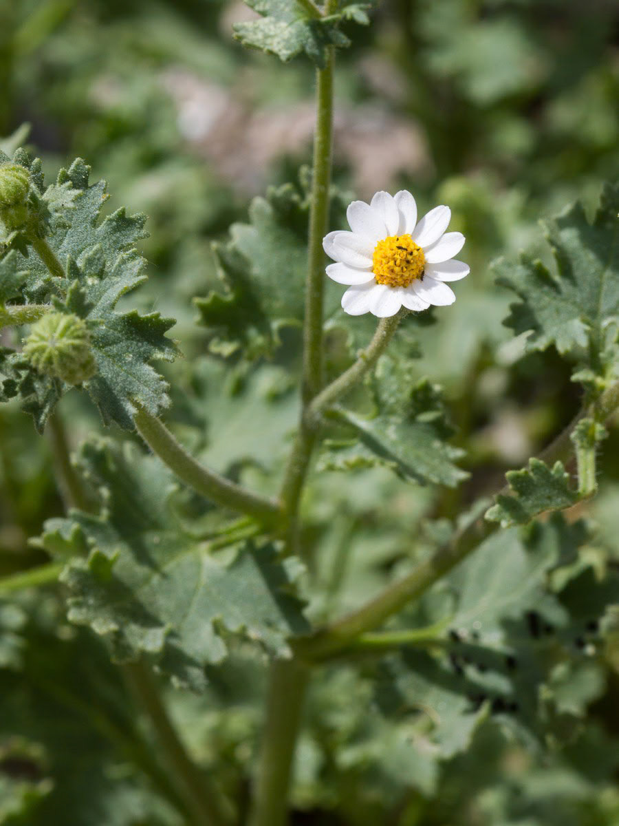 Emory's Rock Daisy (Perityle emoryi)