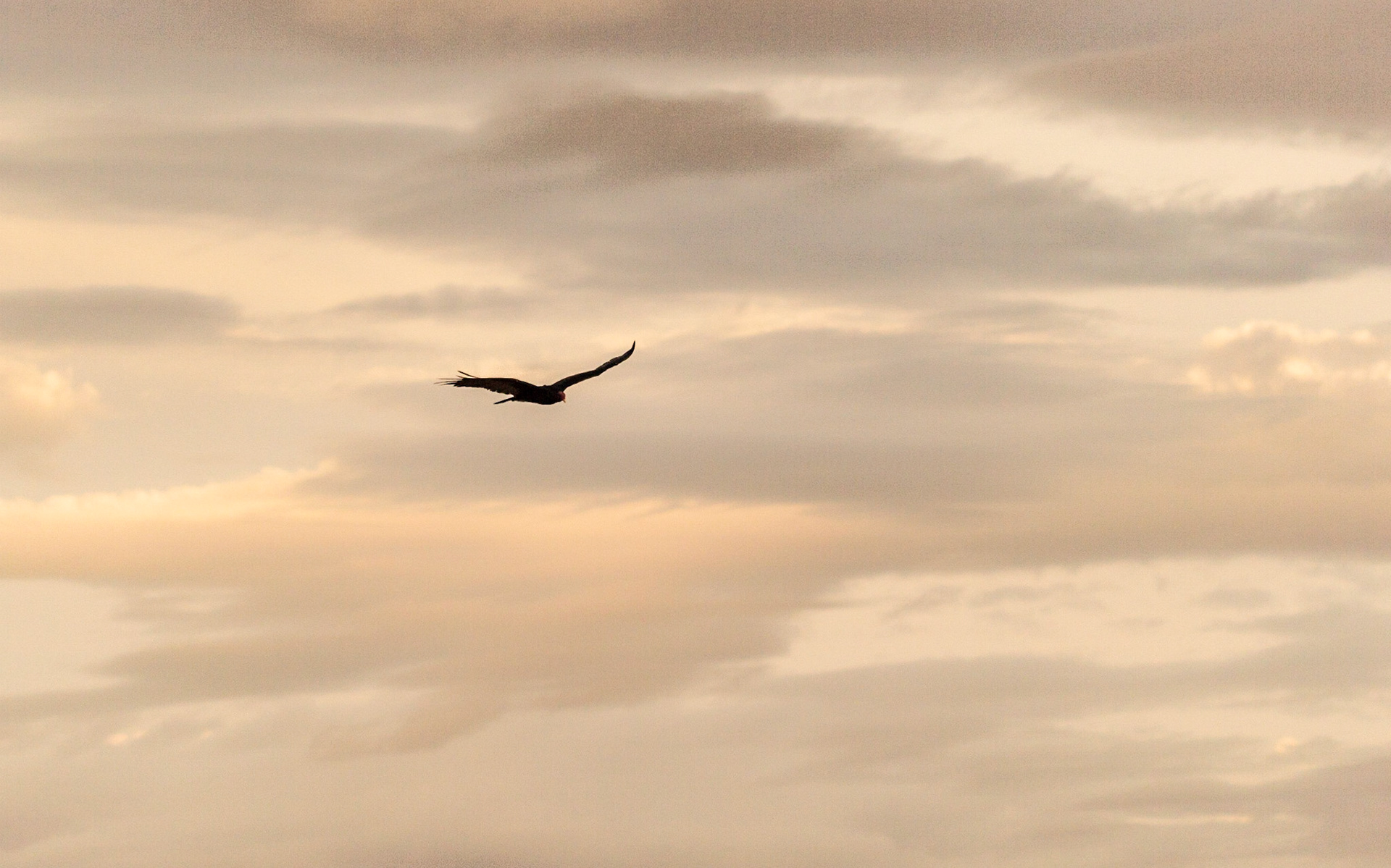 Turkey Vulture (Cathartes aura)