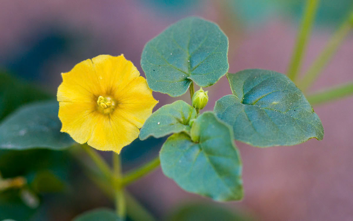 Thick-leafed Groundcherry (Physalis crassifolia)