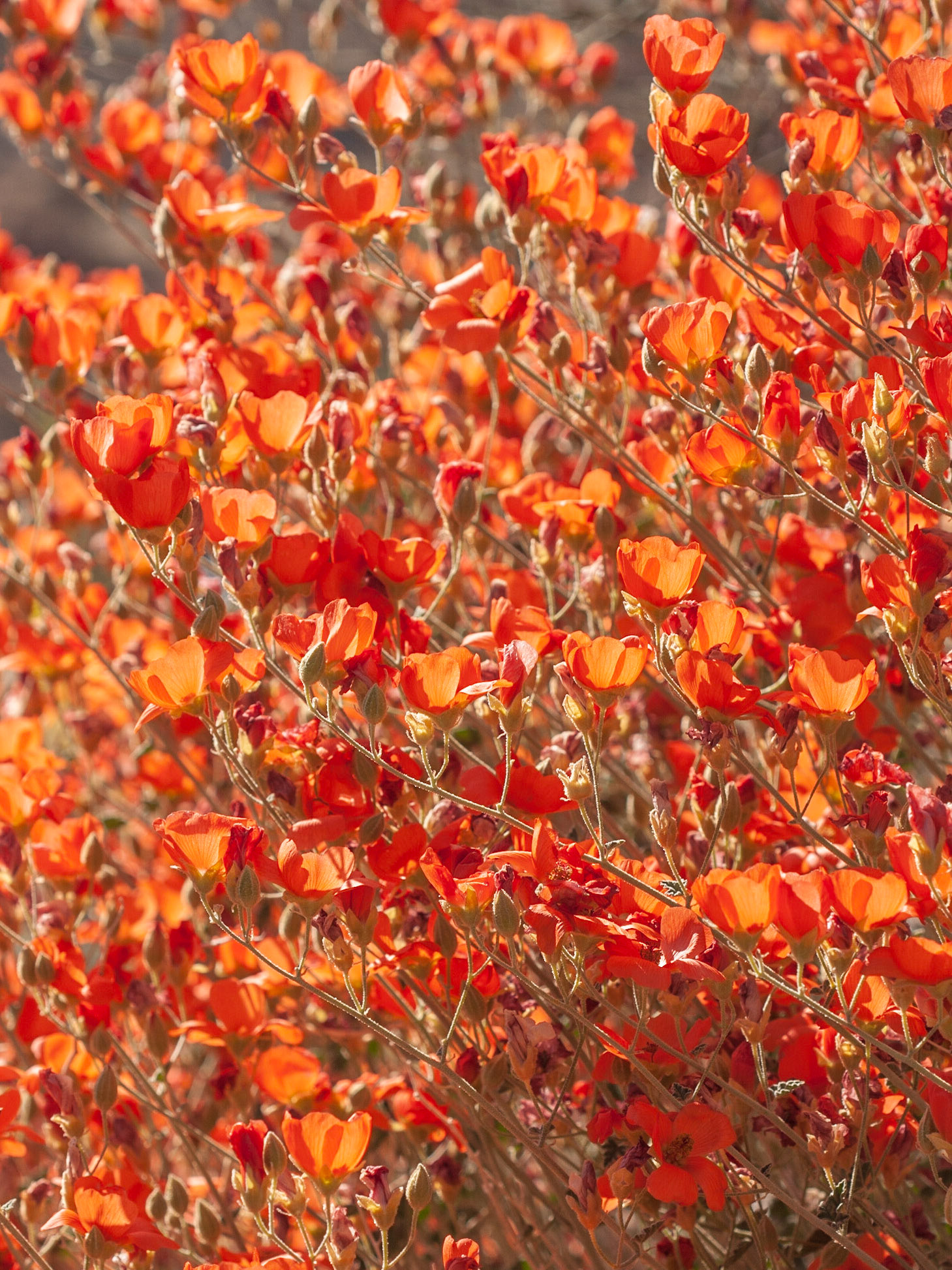 Apricot Mallow (Sphaeralcea ambigua)