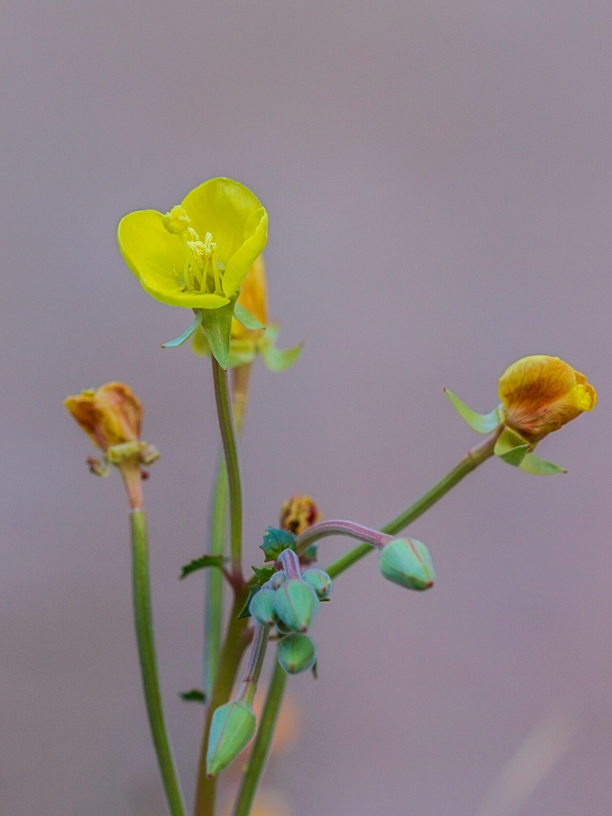 Yellow Cups (Camissonia brevipes)