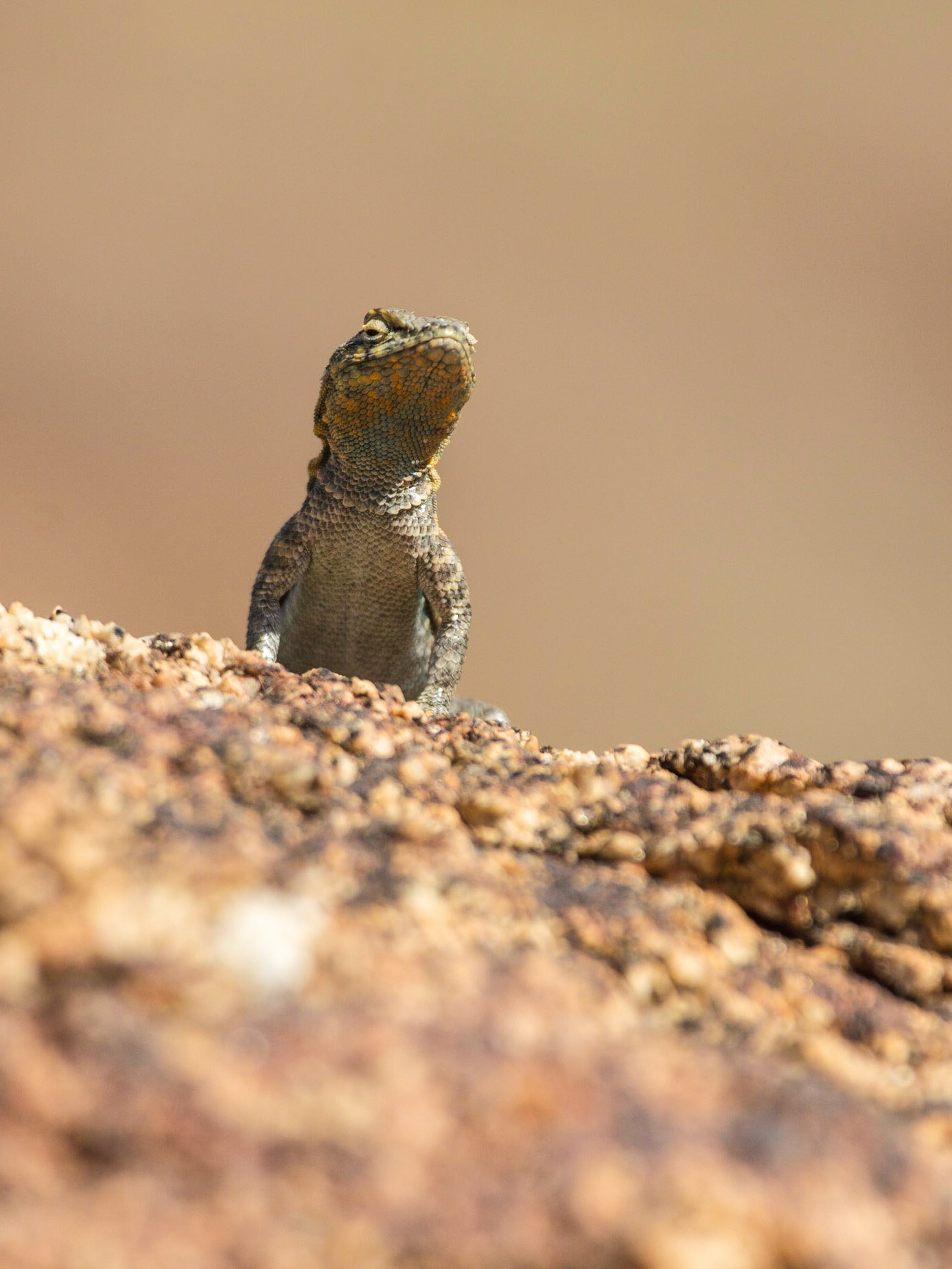 Common Side-blotched Lizard (Uta stansburiana)