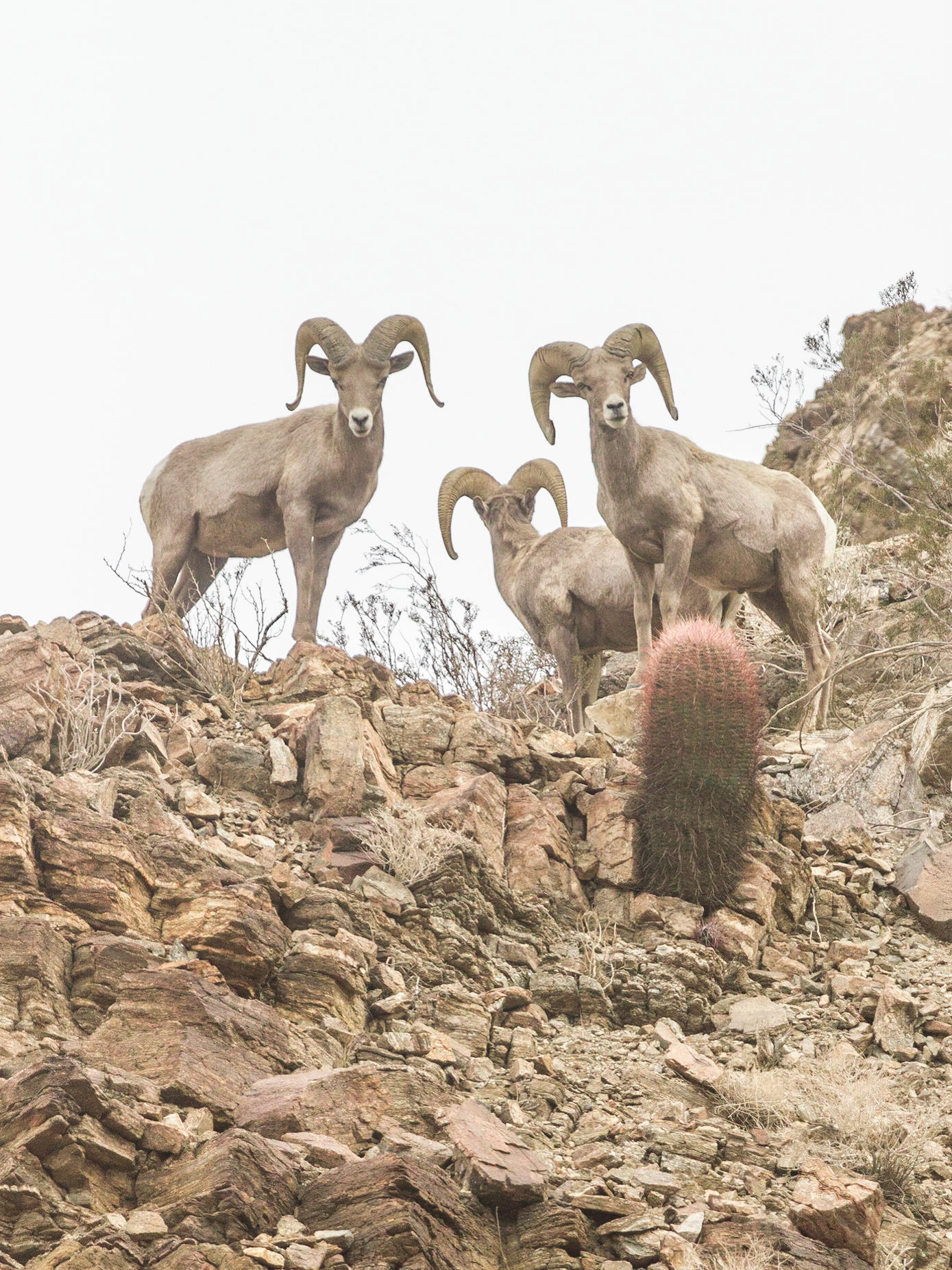 Bighorn Sheep (Ovis canadensis)