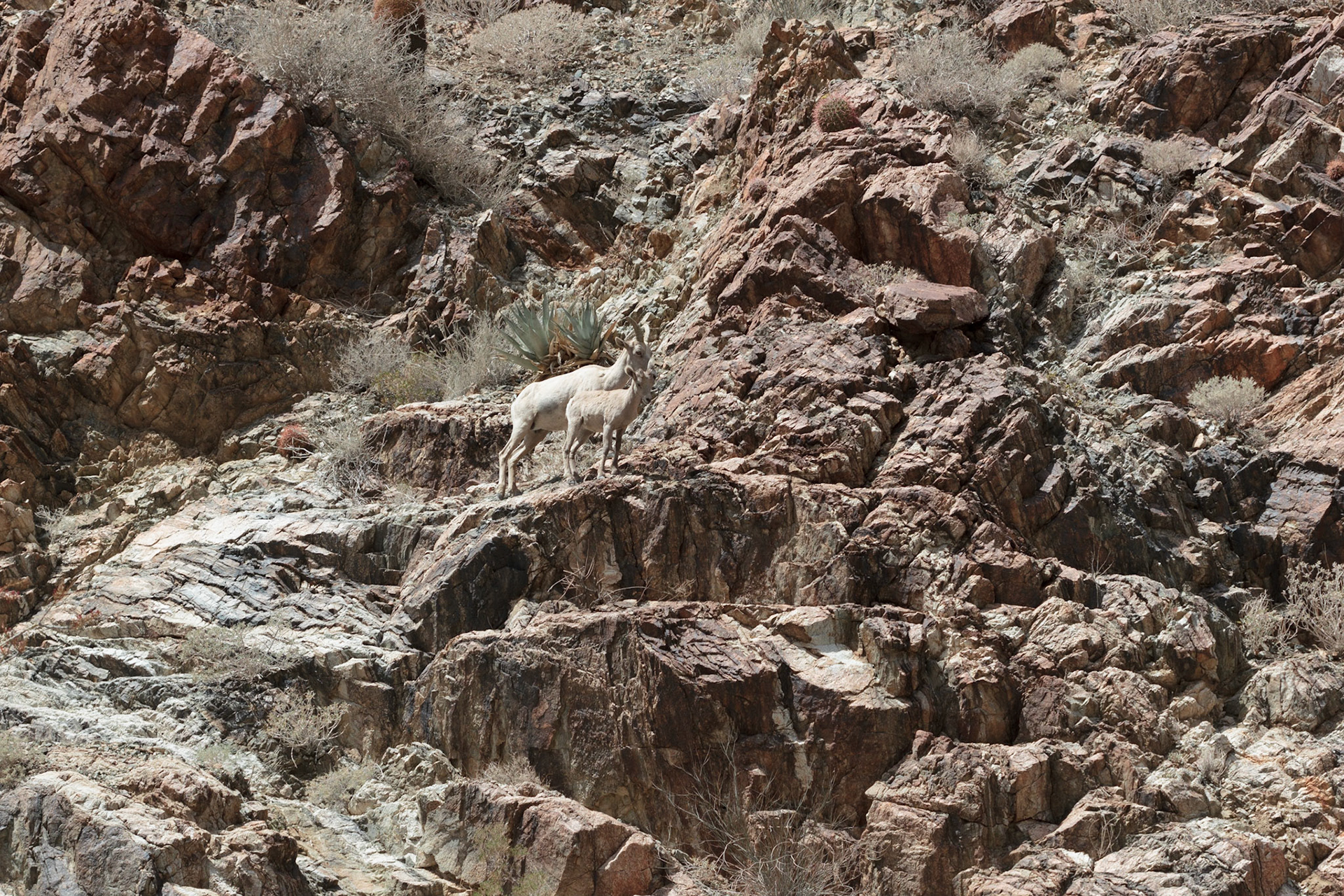 Bighorn Sheep (Ovis canadensis)