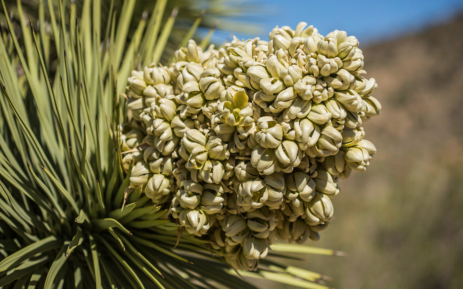 Joshua Tree Flowers near Long Canyon