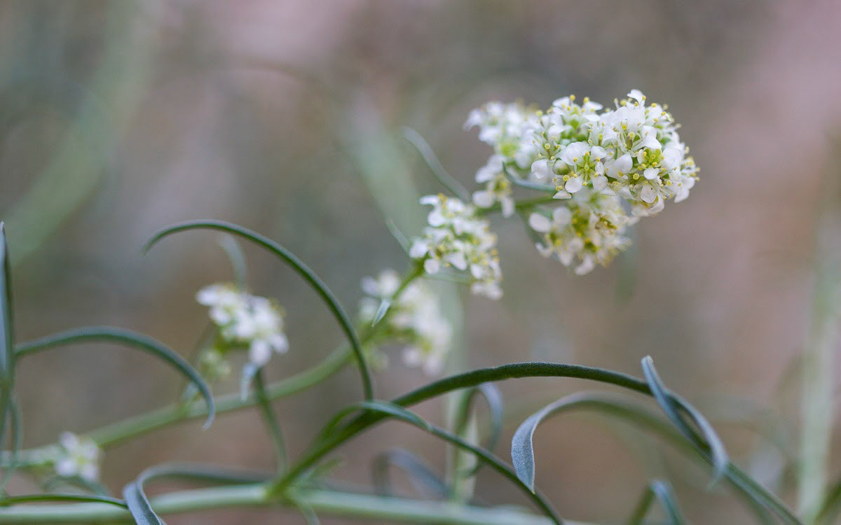 Desert Pepperweed (Lepidium fremontii)