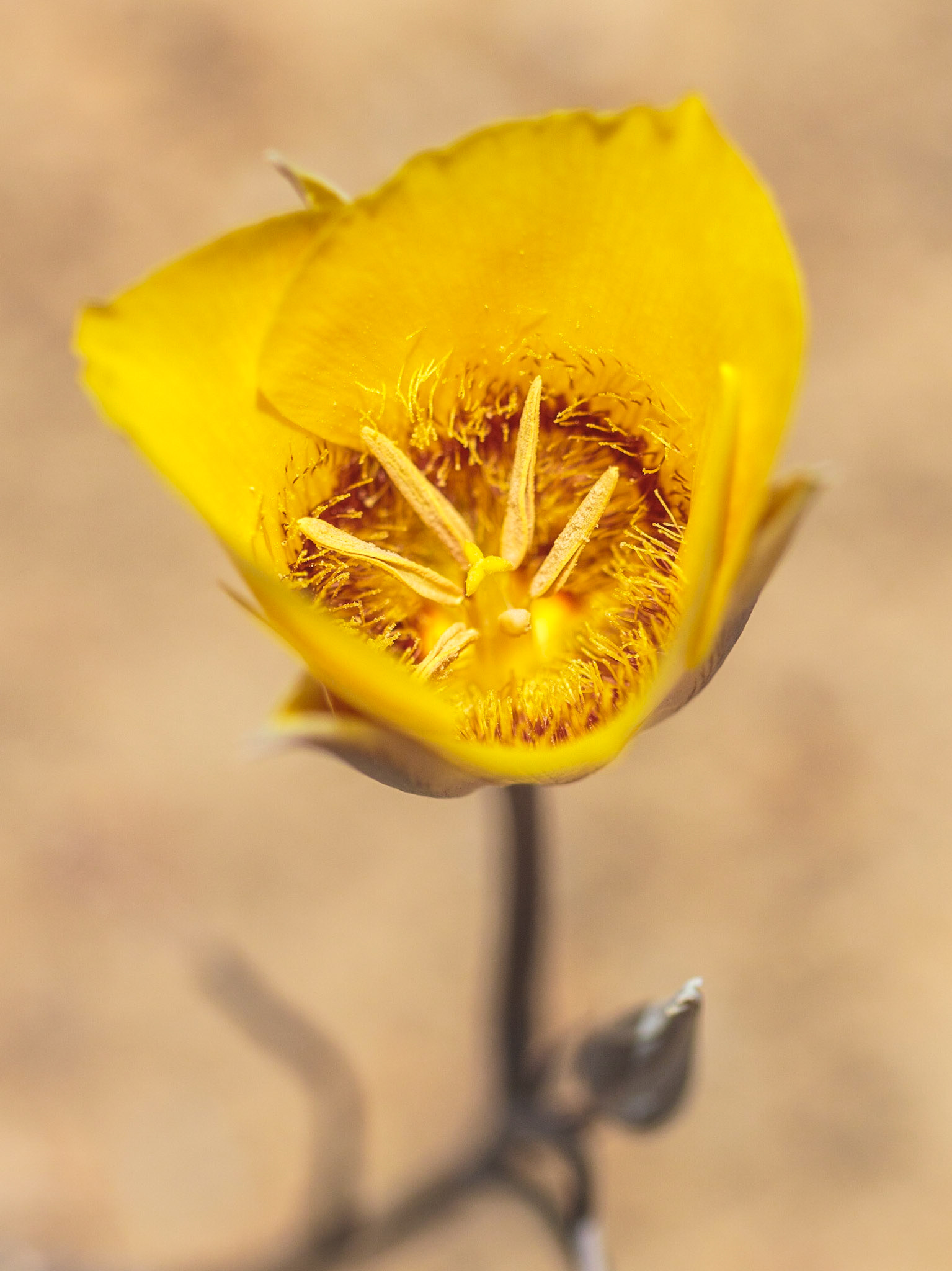 Goldenbowl Mariposa Lily (Calochortus concolor)