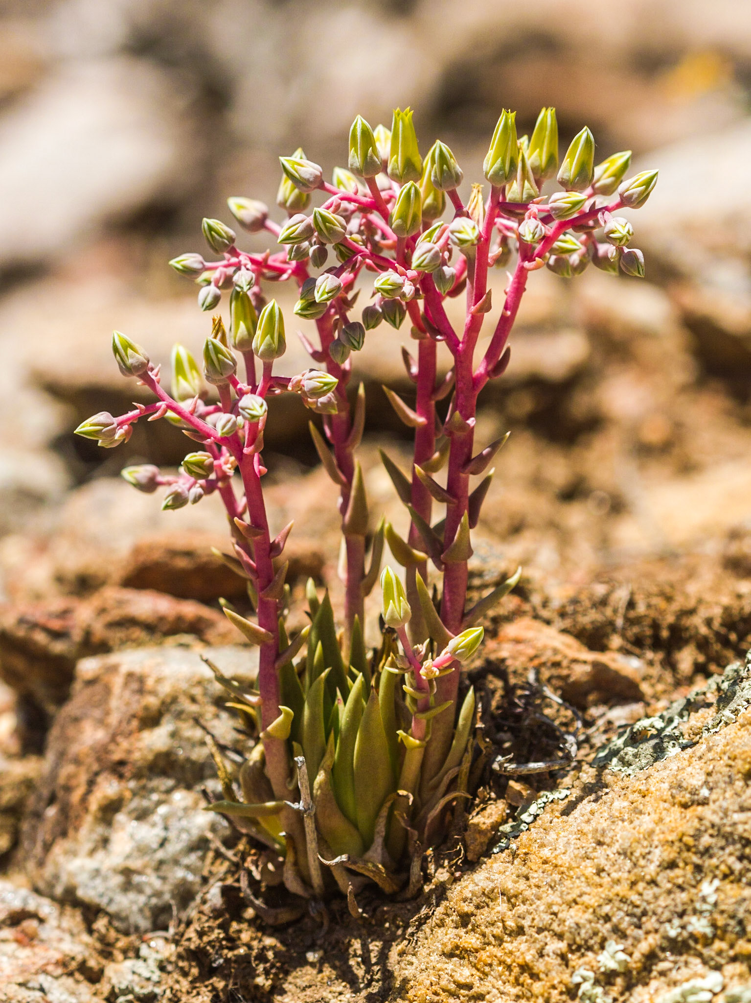 Rock Liveforever (Dudleya saxosa)