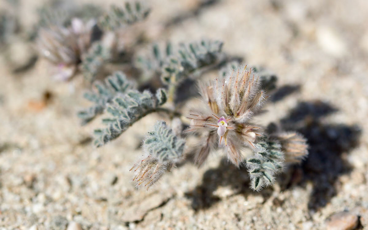 Silky Dalea (Dalea mollissima)