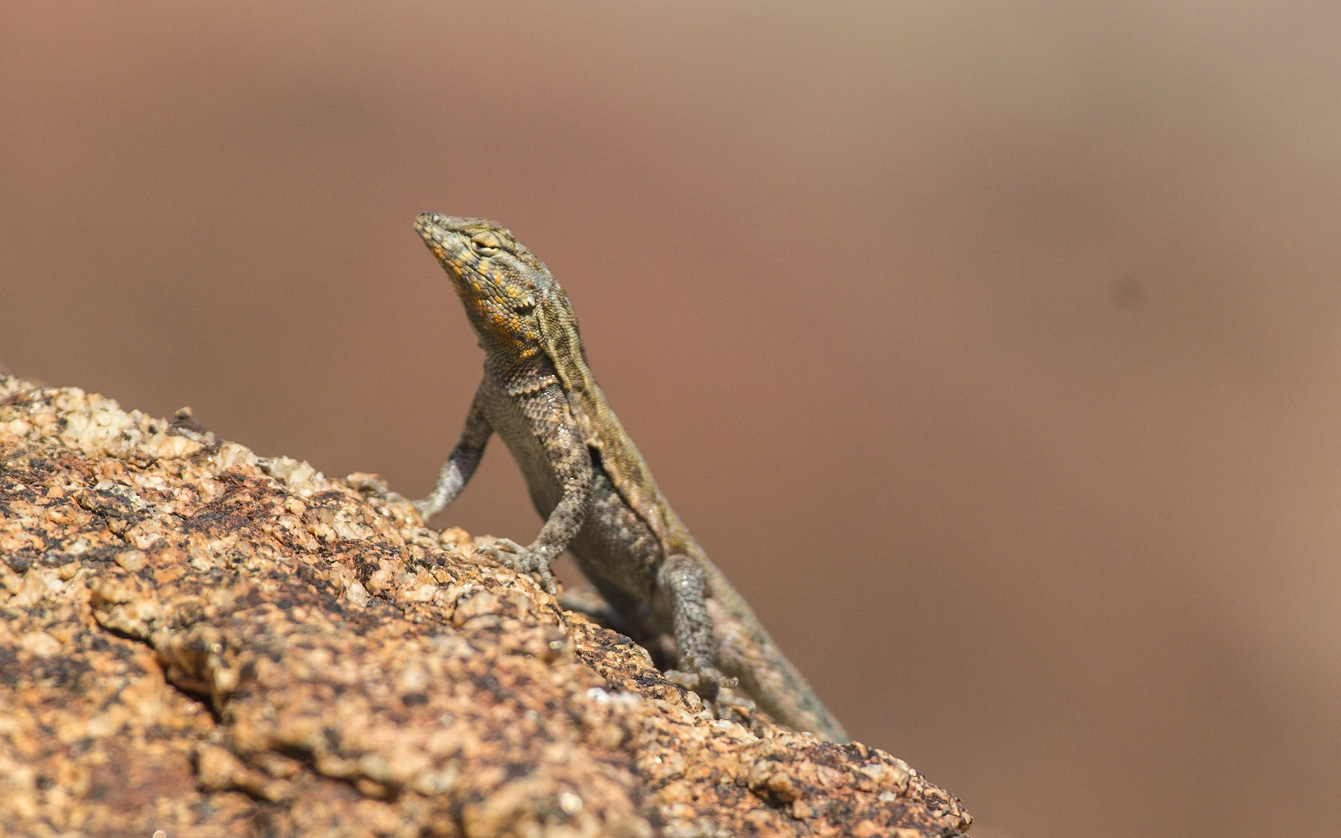 Common Side-blotched Lizard (Uta stansburiana)