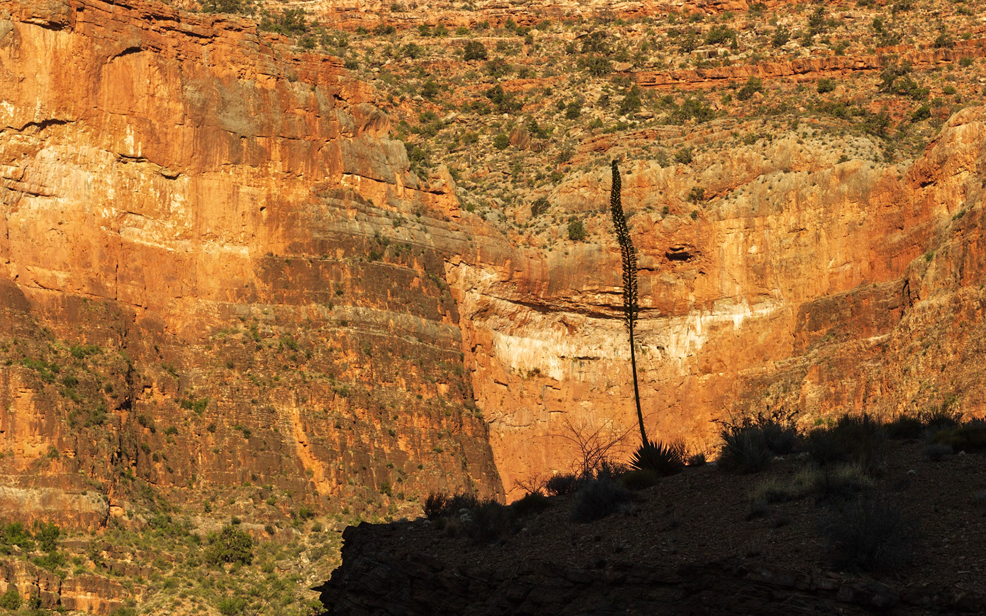 Utah Agave (Agave utahensis)