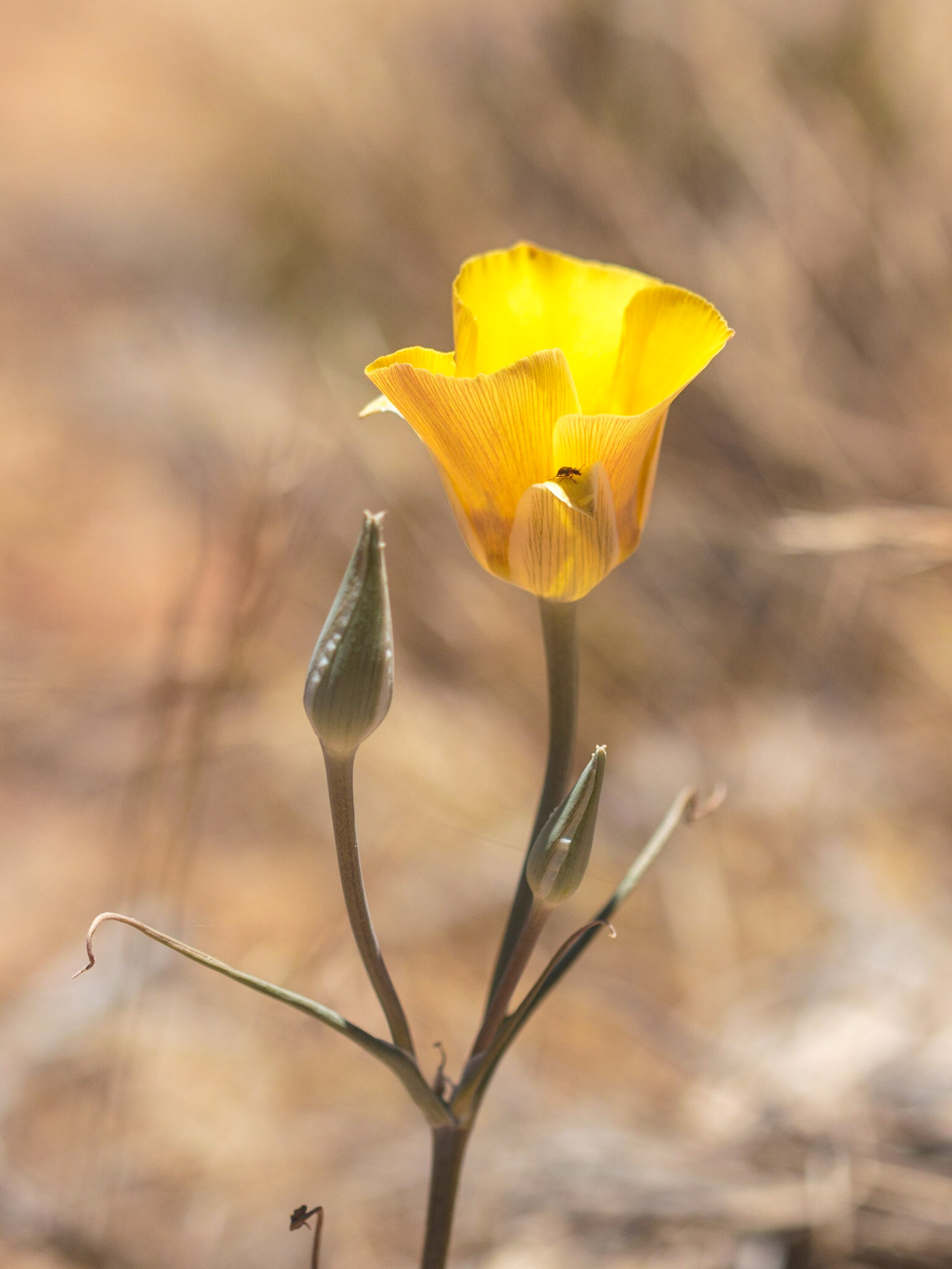 Goldenbowl Mariposa Lily (Calochortus concolor)