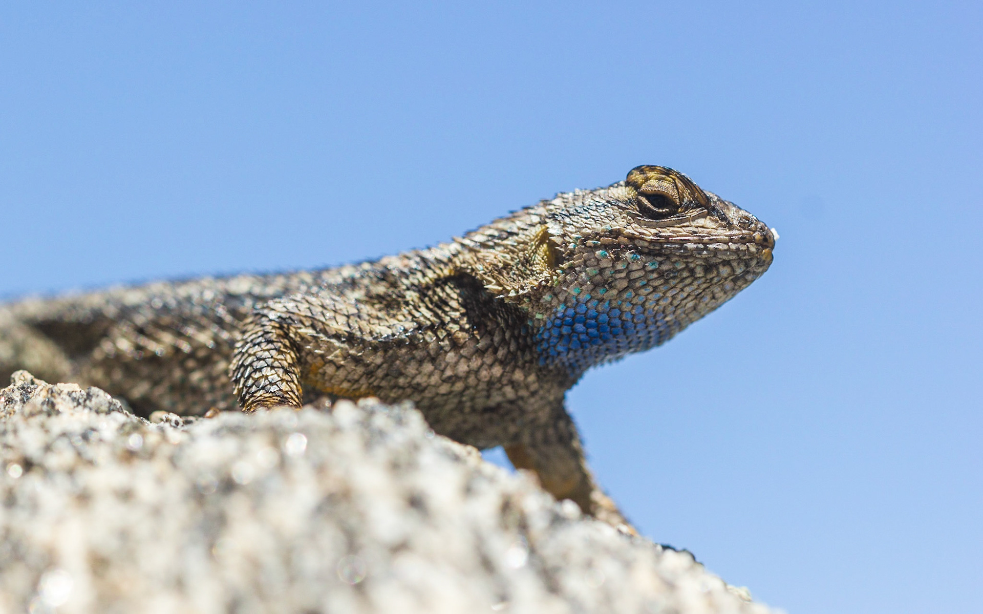 Western Fence Lizard (Sceloporus occidentalis)