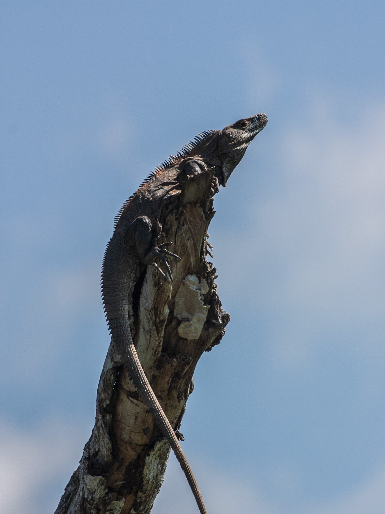 Black Spiny-tailed Iguana (Ctenosaura similis)