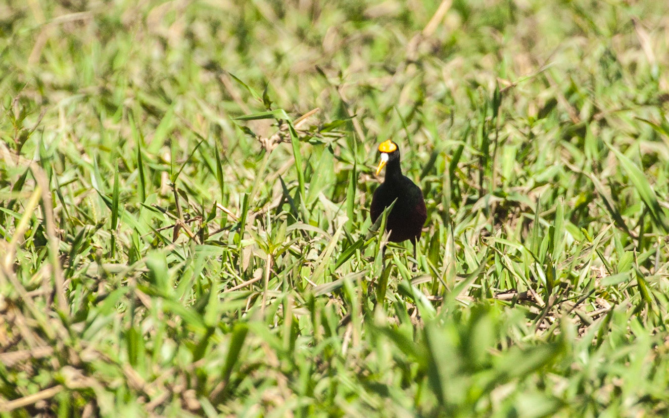 Northern Jacana (Jacana spinosa)